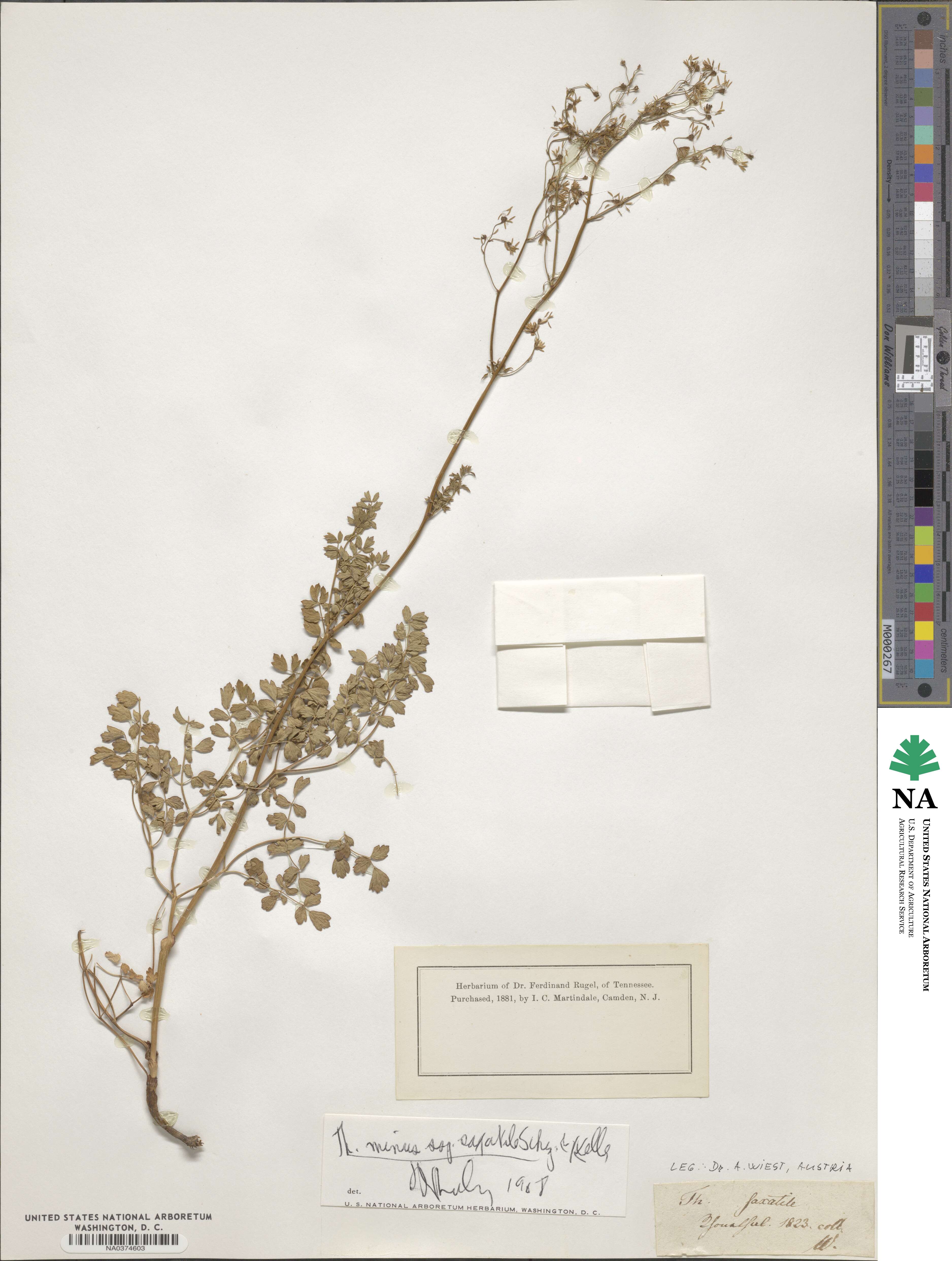 Thalictrum minus subsp. saxatile image