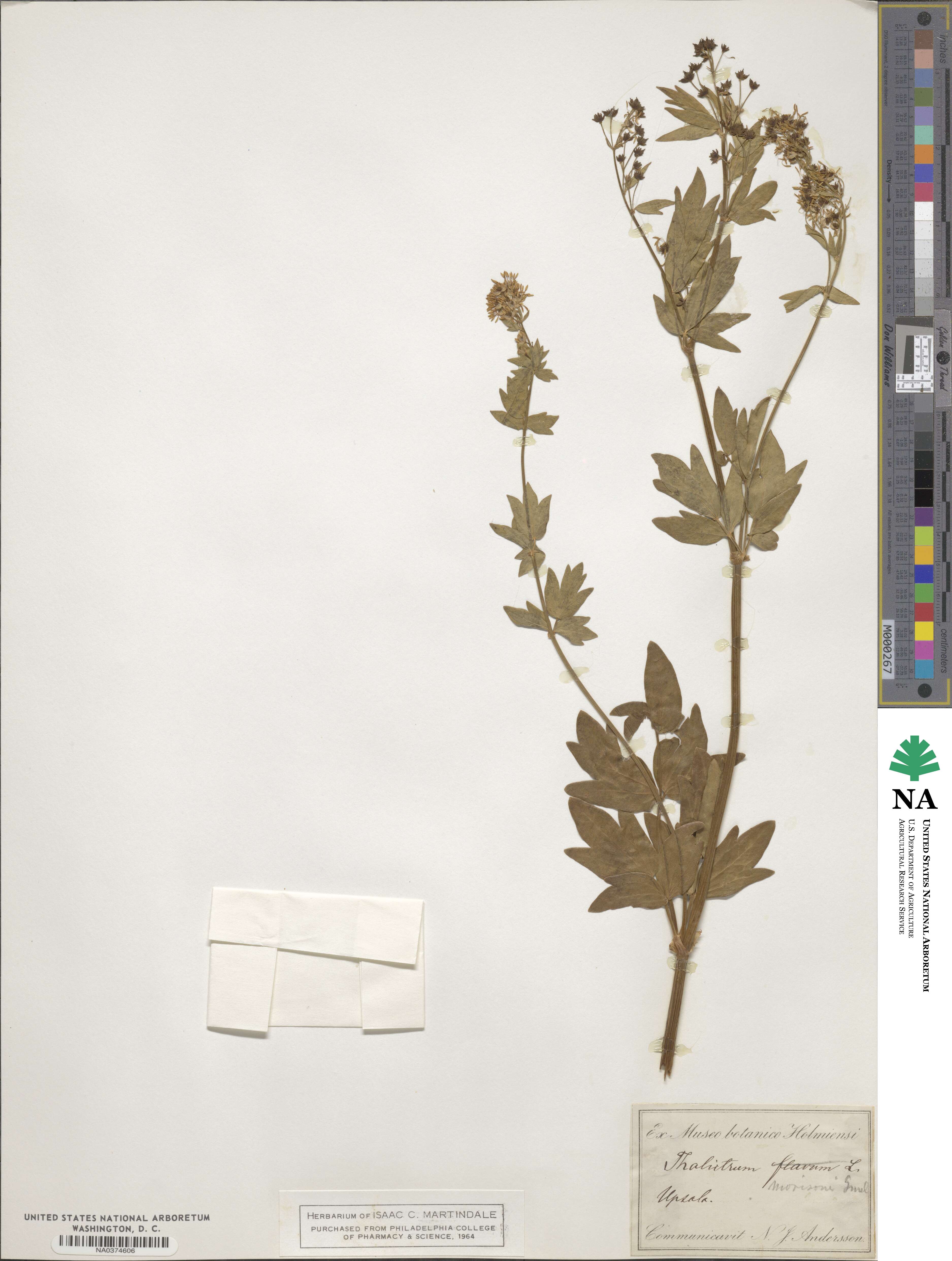 Thalictrum morisonii image
