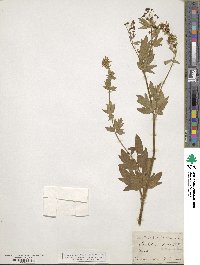 Image of Thalictrum morisonii