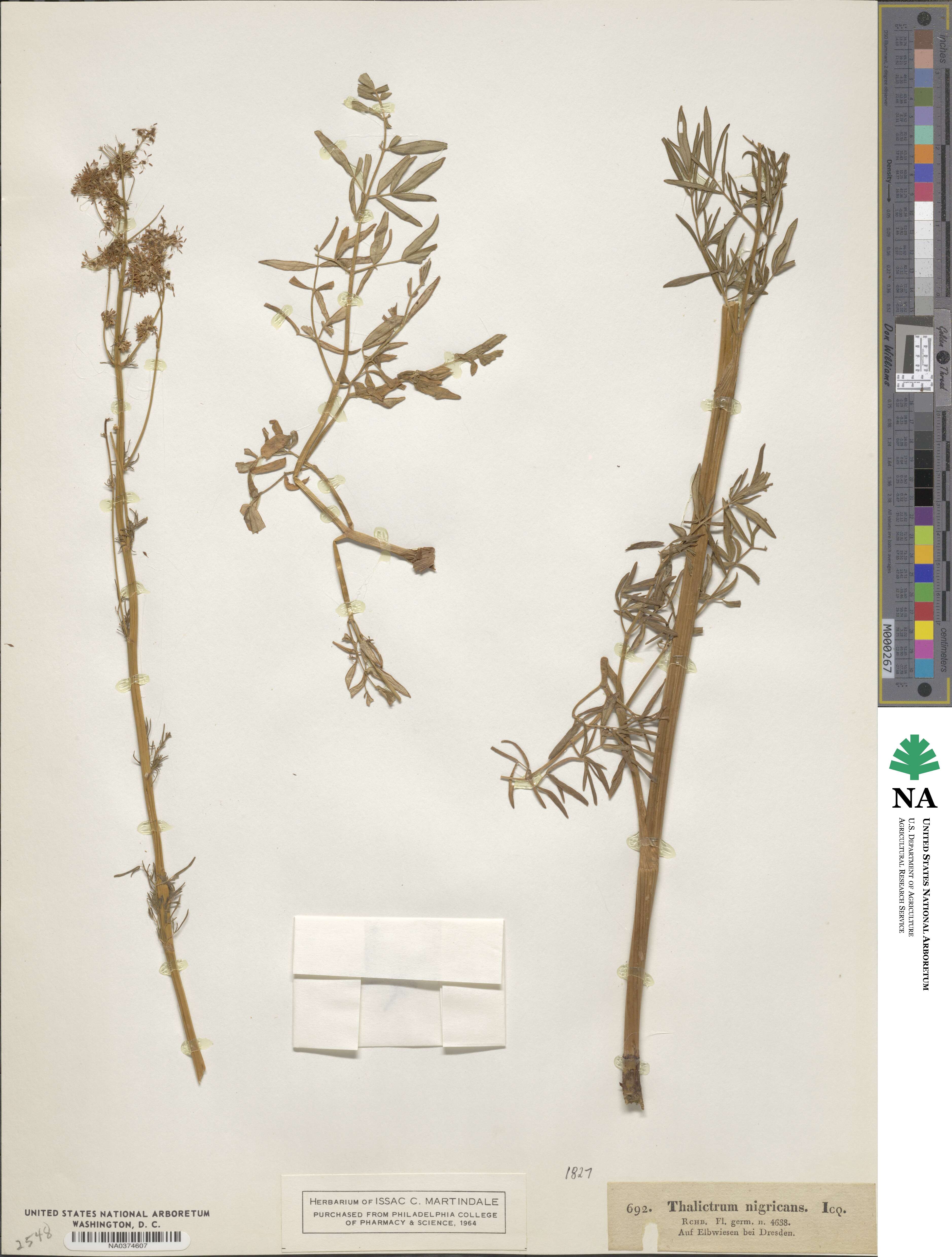 Thalictrum lucidum image