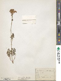 Thalictrum petaloideum image