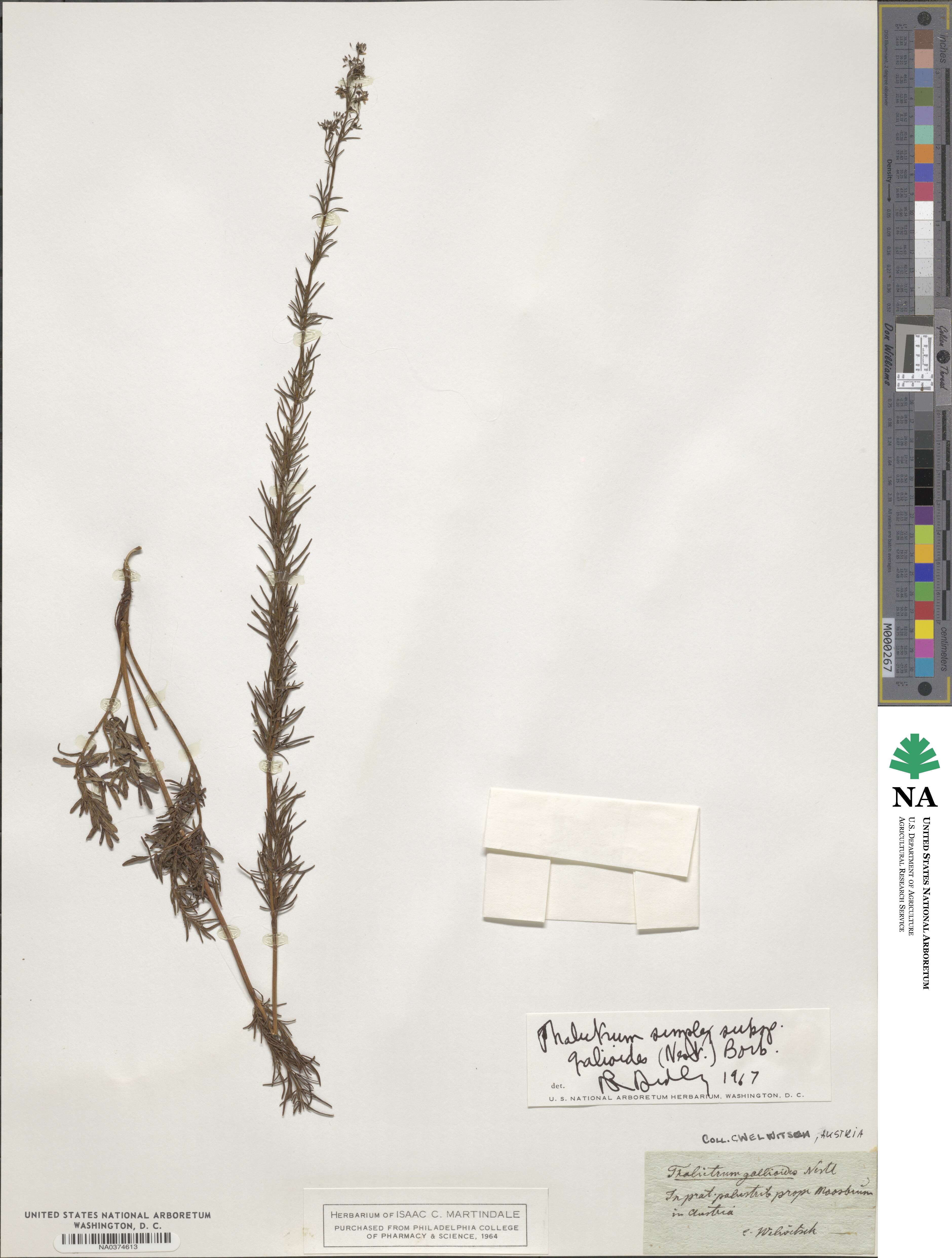 Thalictrum simplex subsp. galioides image