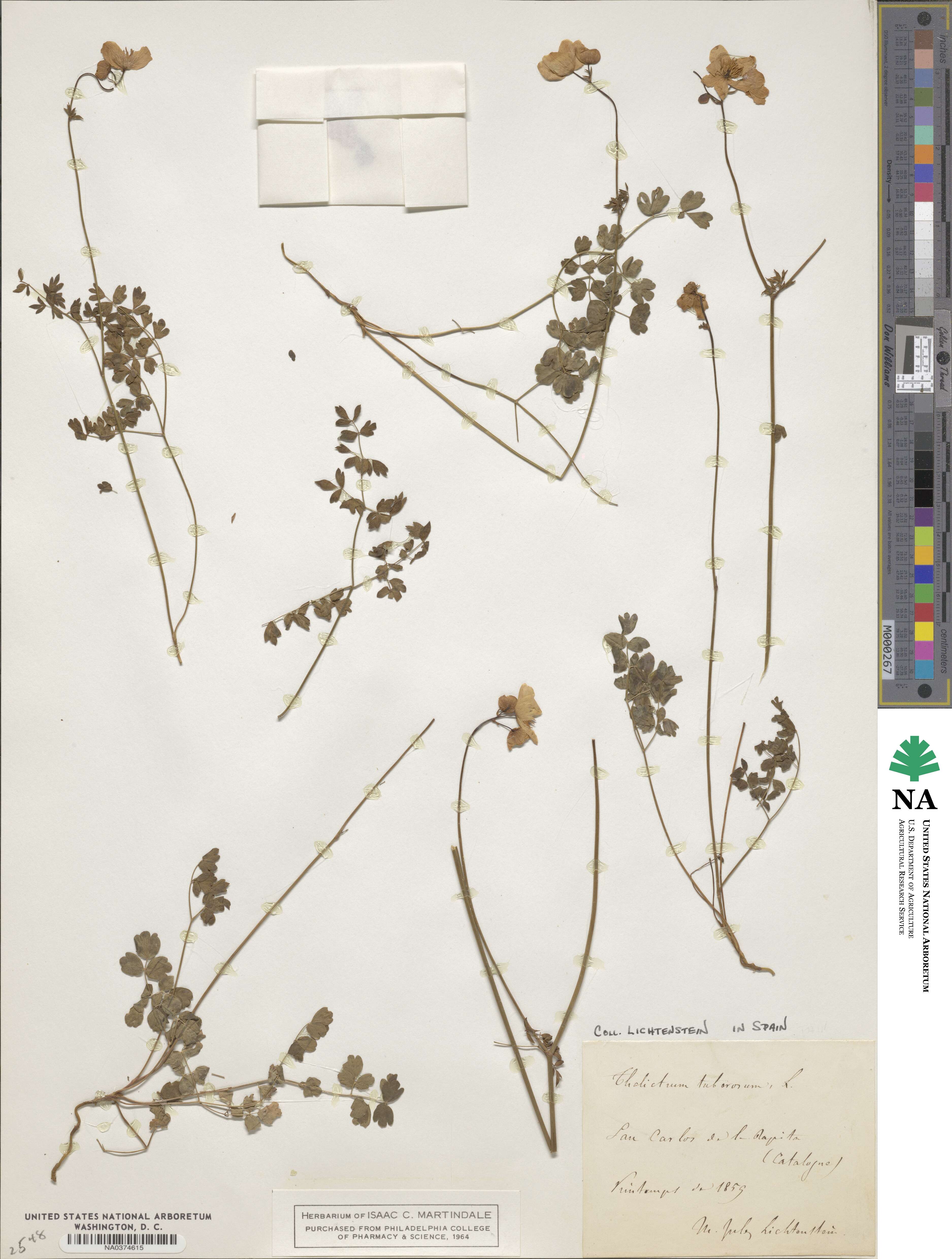 Thalictrum tuberosum image