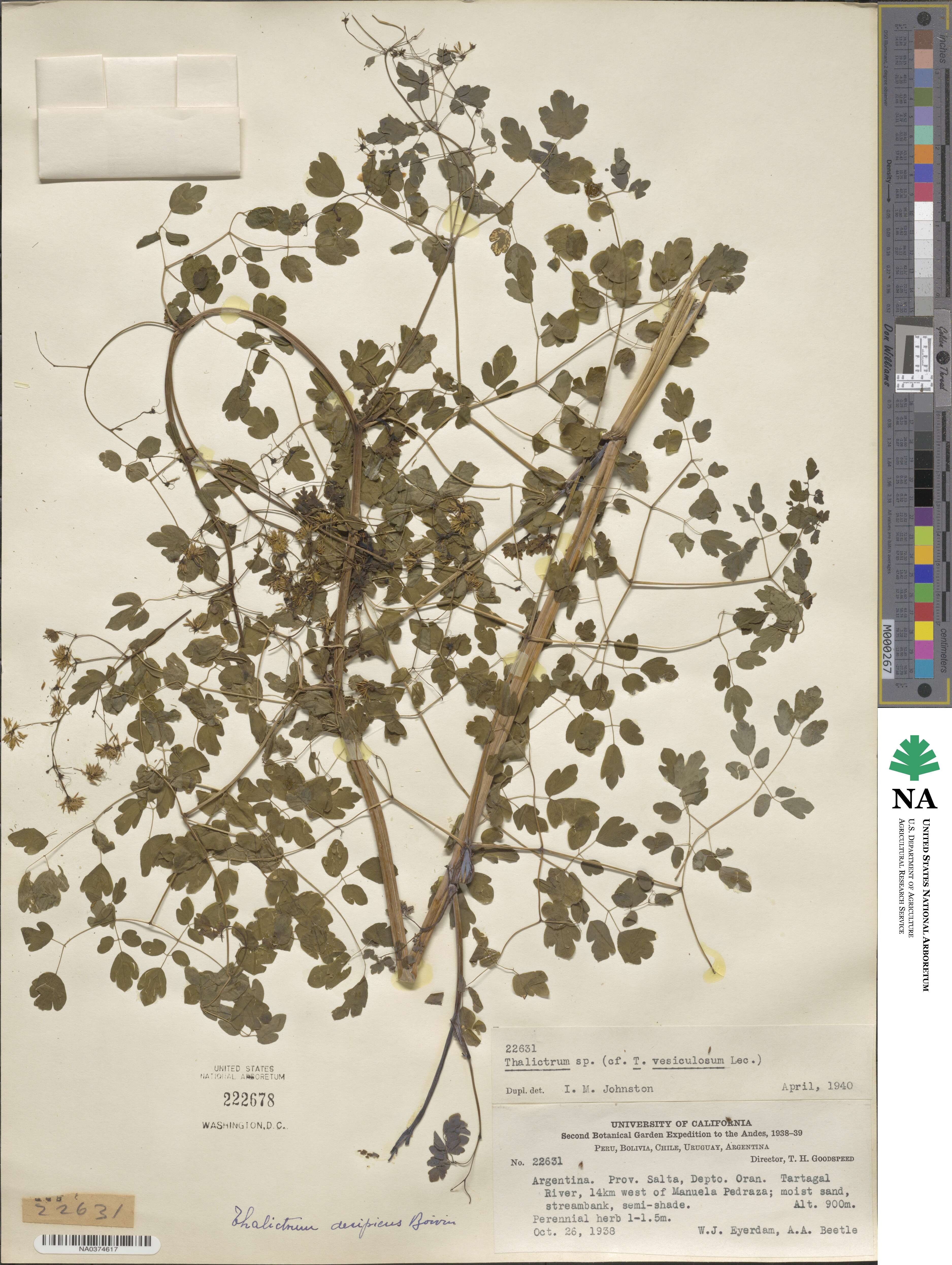 Thalictrum decipiens image