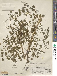 Image of Thalictrum decipiens