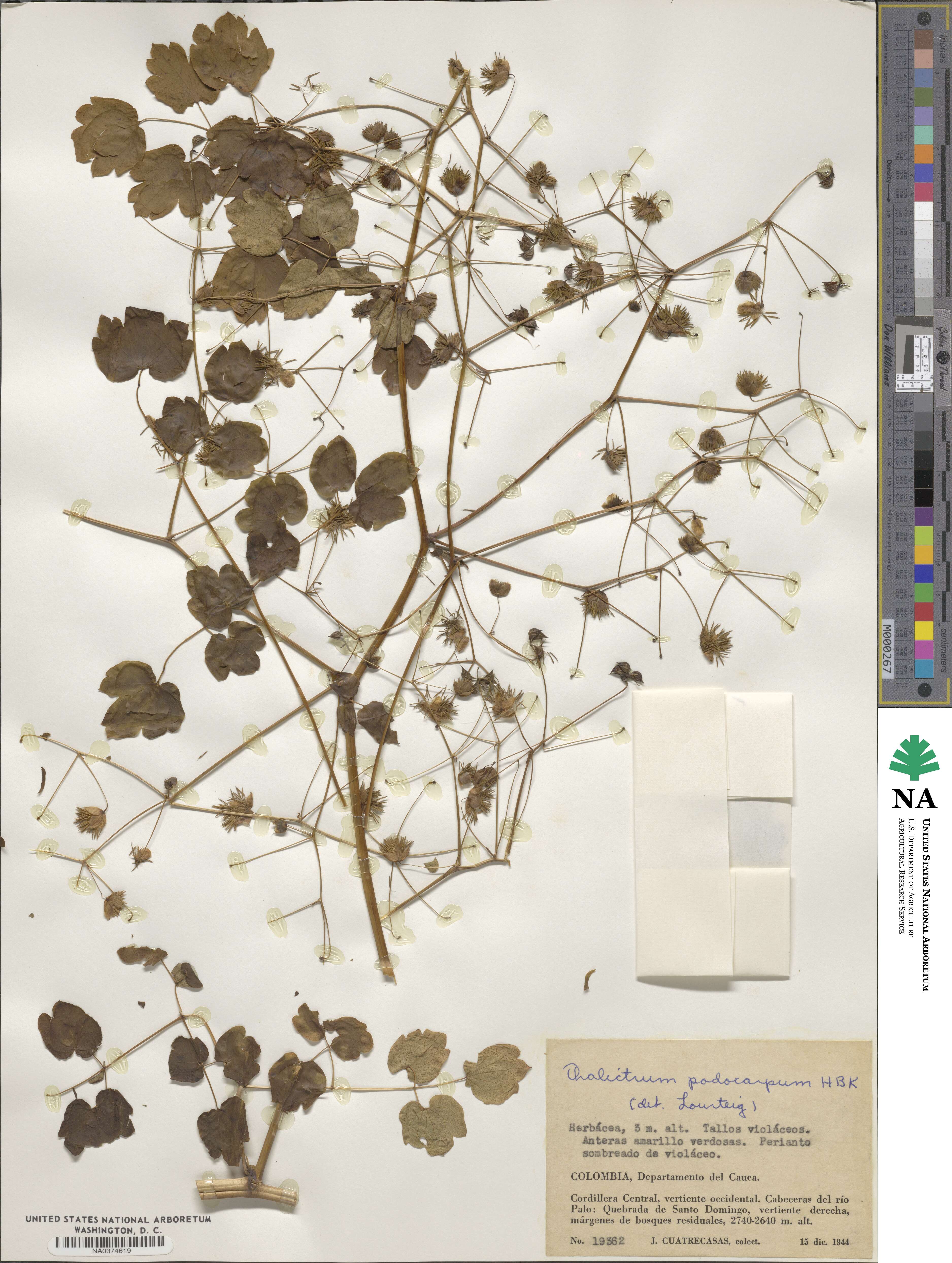 Thalictrum podocarpum image
