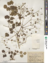Image of Thalictrum podocarpum