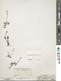 Thalictrum alpinum image