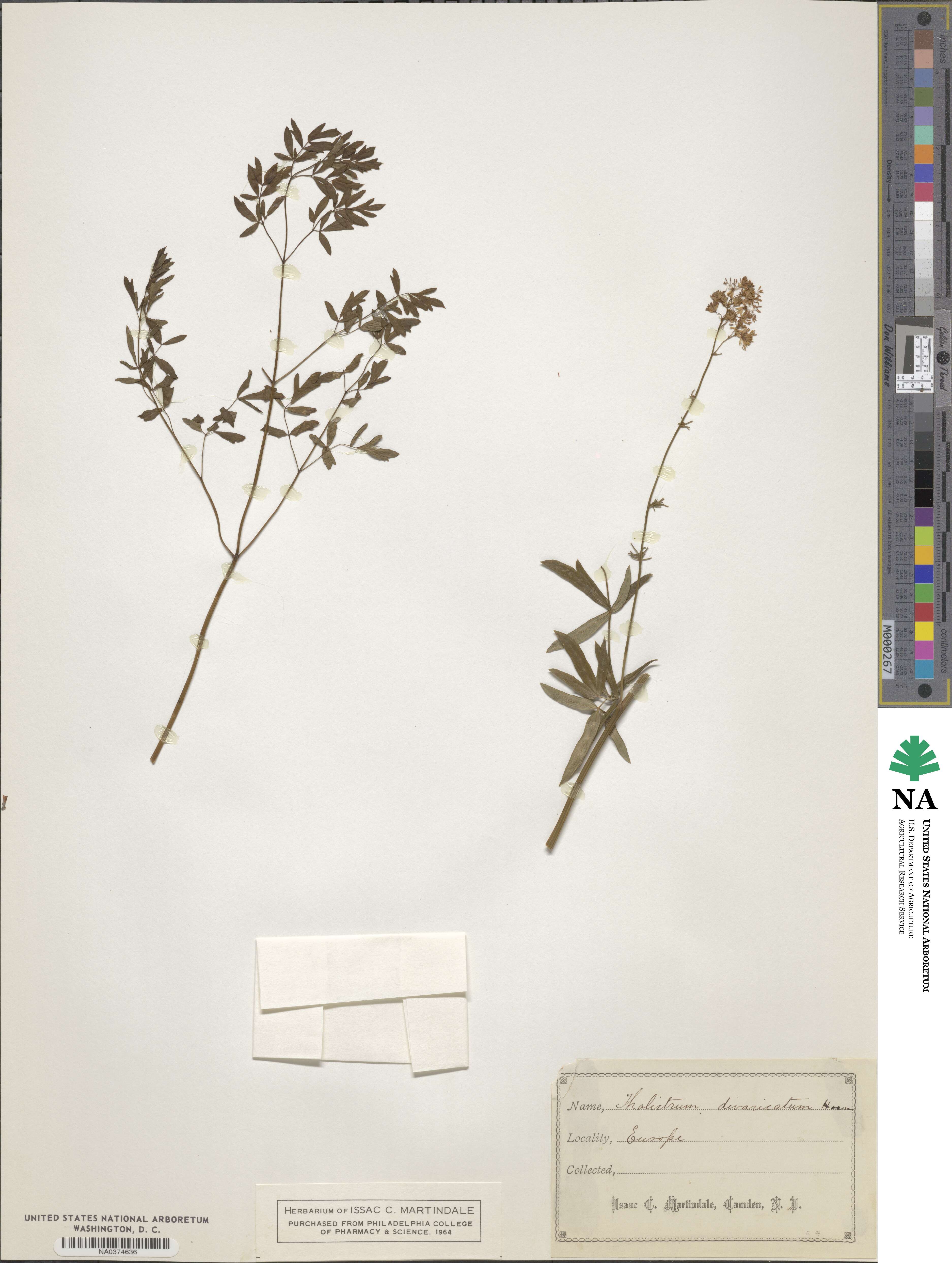 Thalictrum divaricatum image