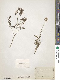 Image of Thalictrum divaricatum