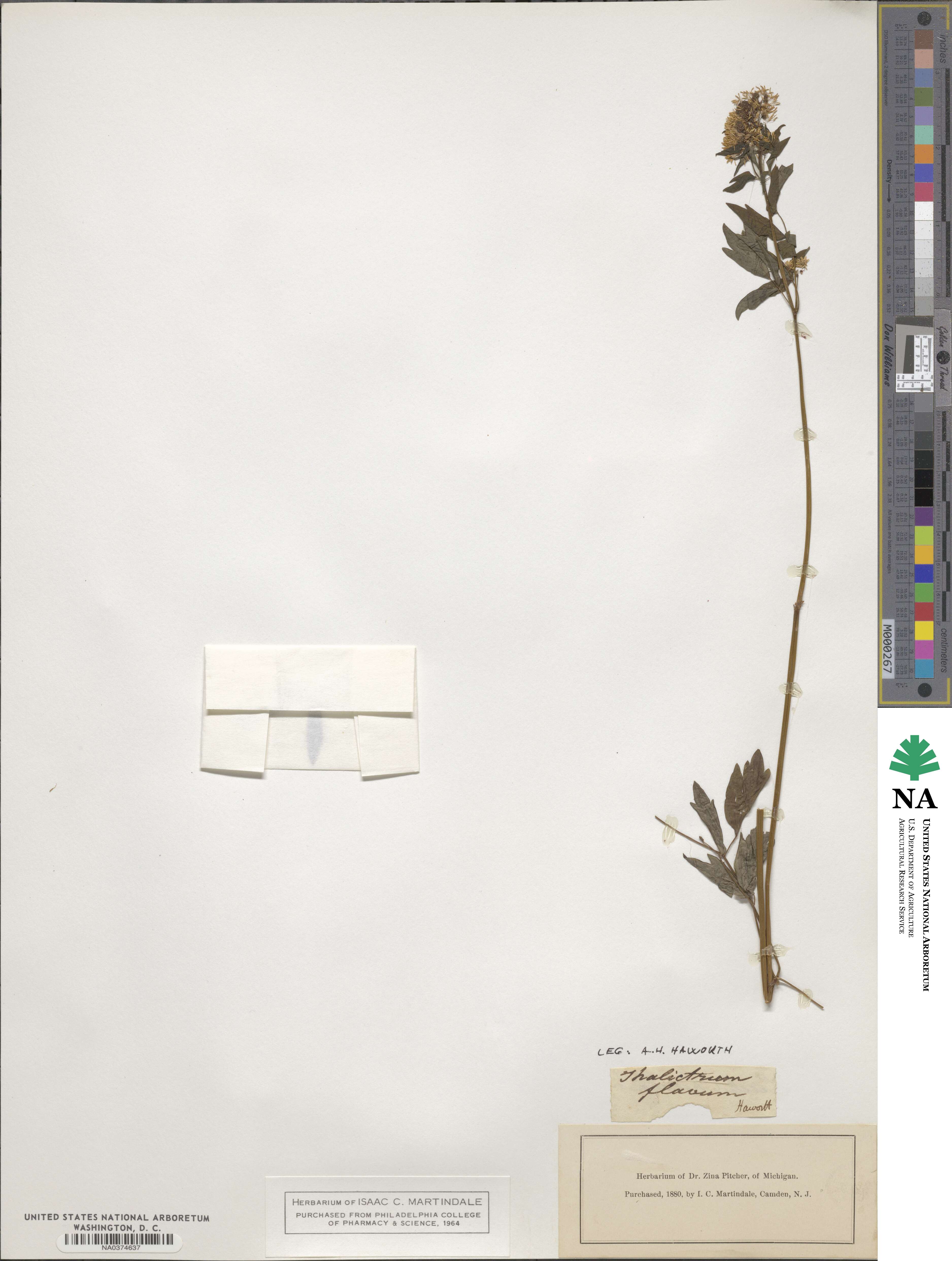 Thalictrum flavum image