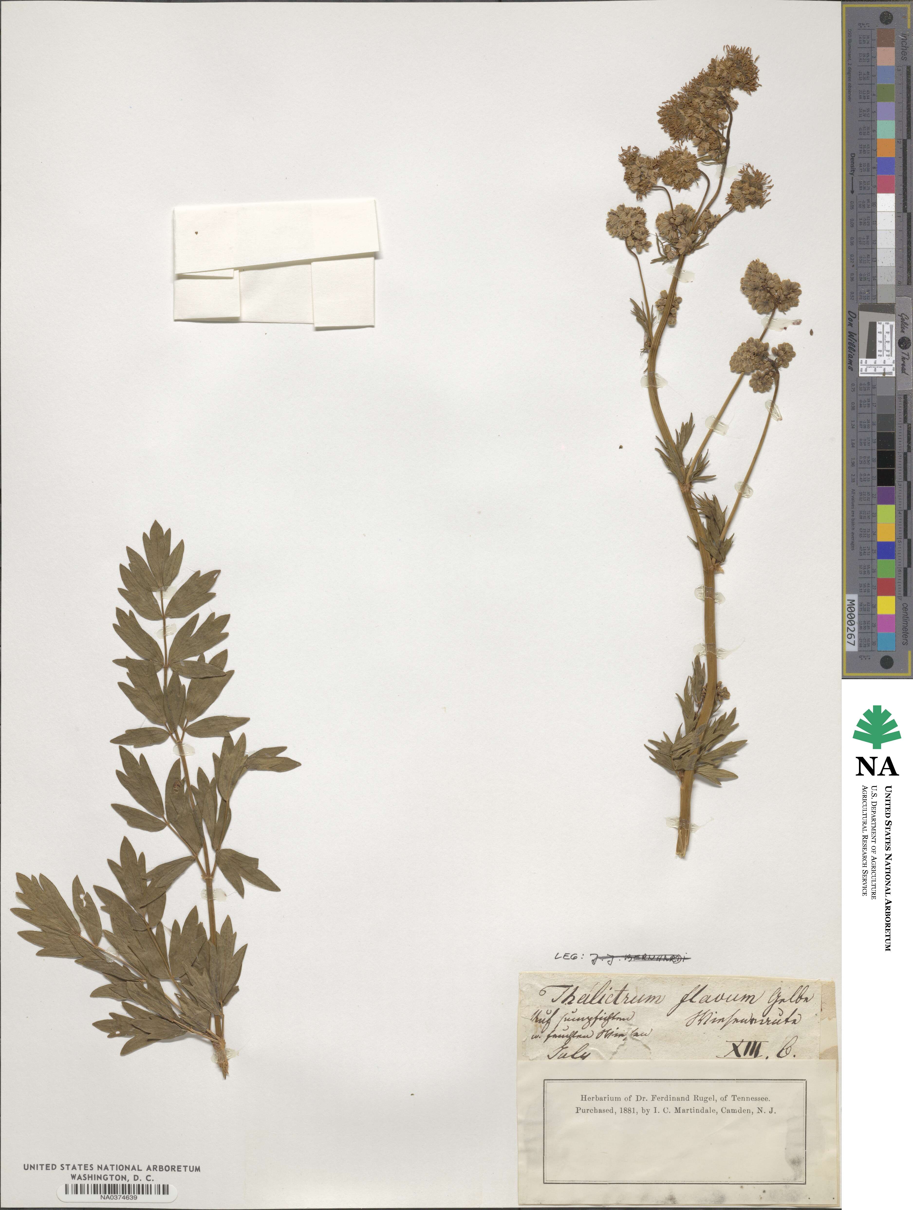 Thalictrum flavum image