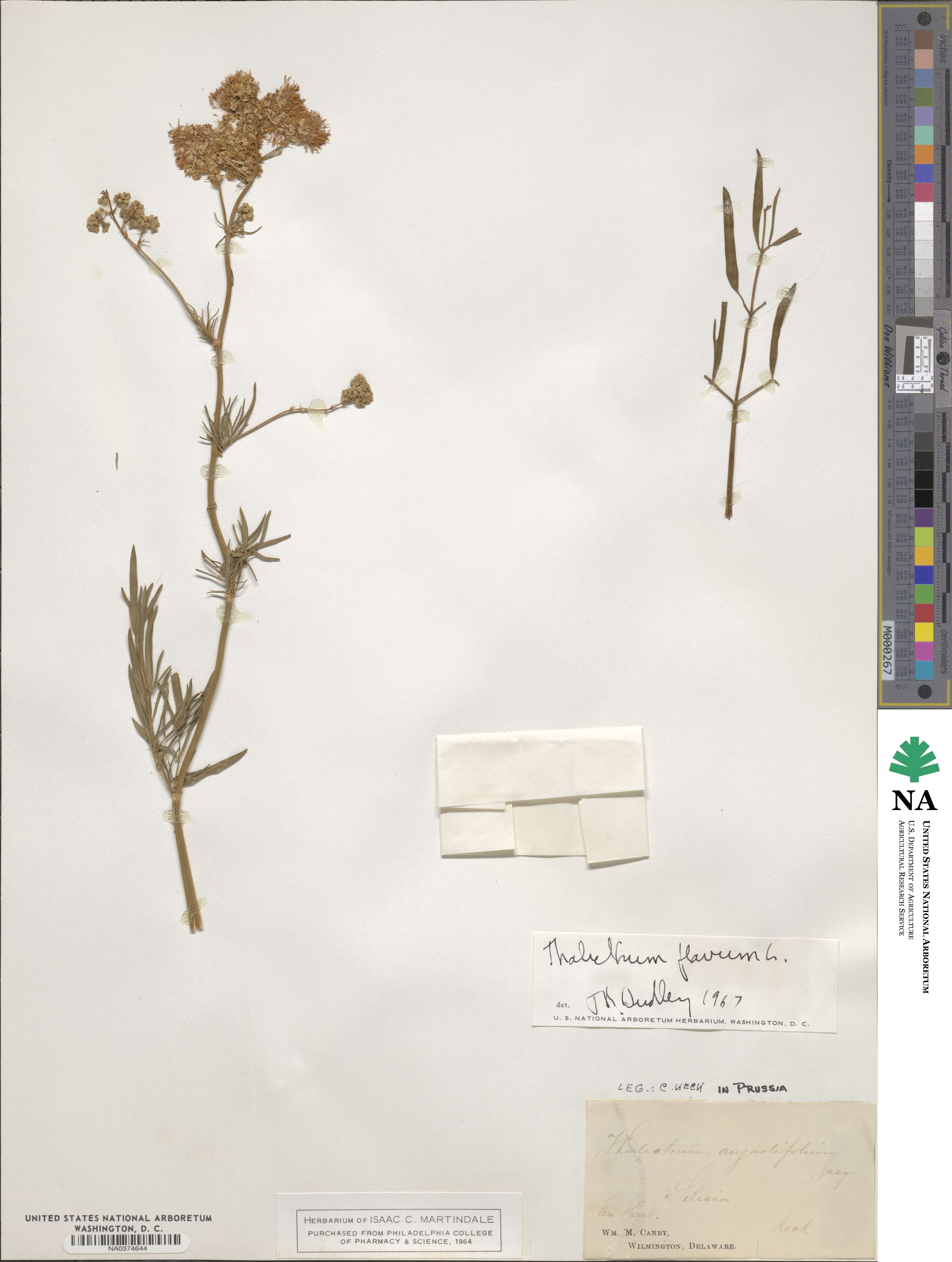 Thalictrum flavum image