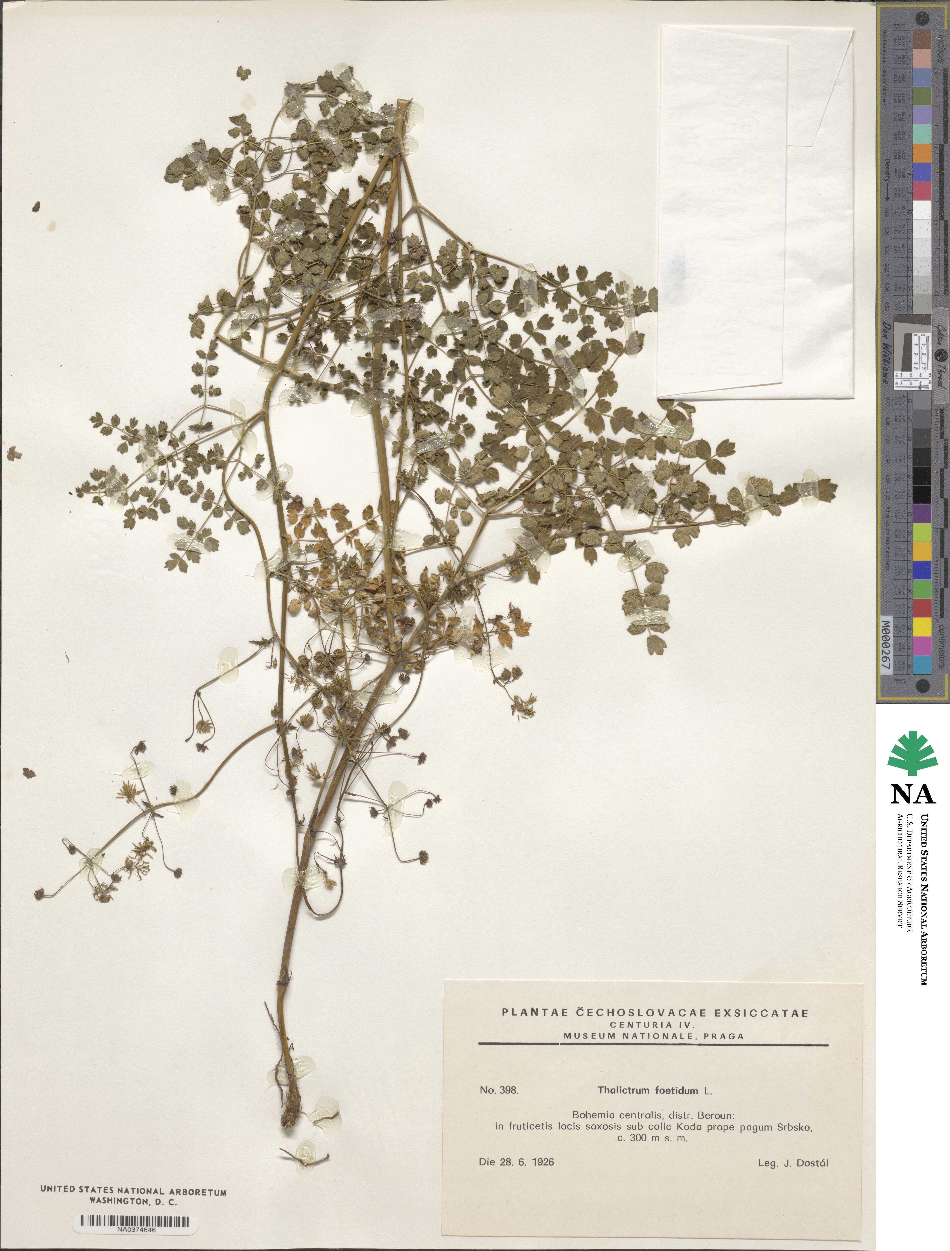 Thalictrum foetidum image