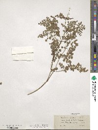 Thalictrum foetidum image