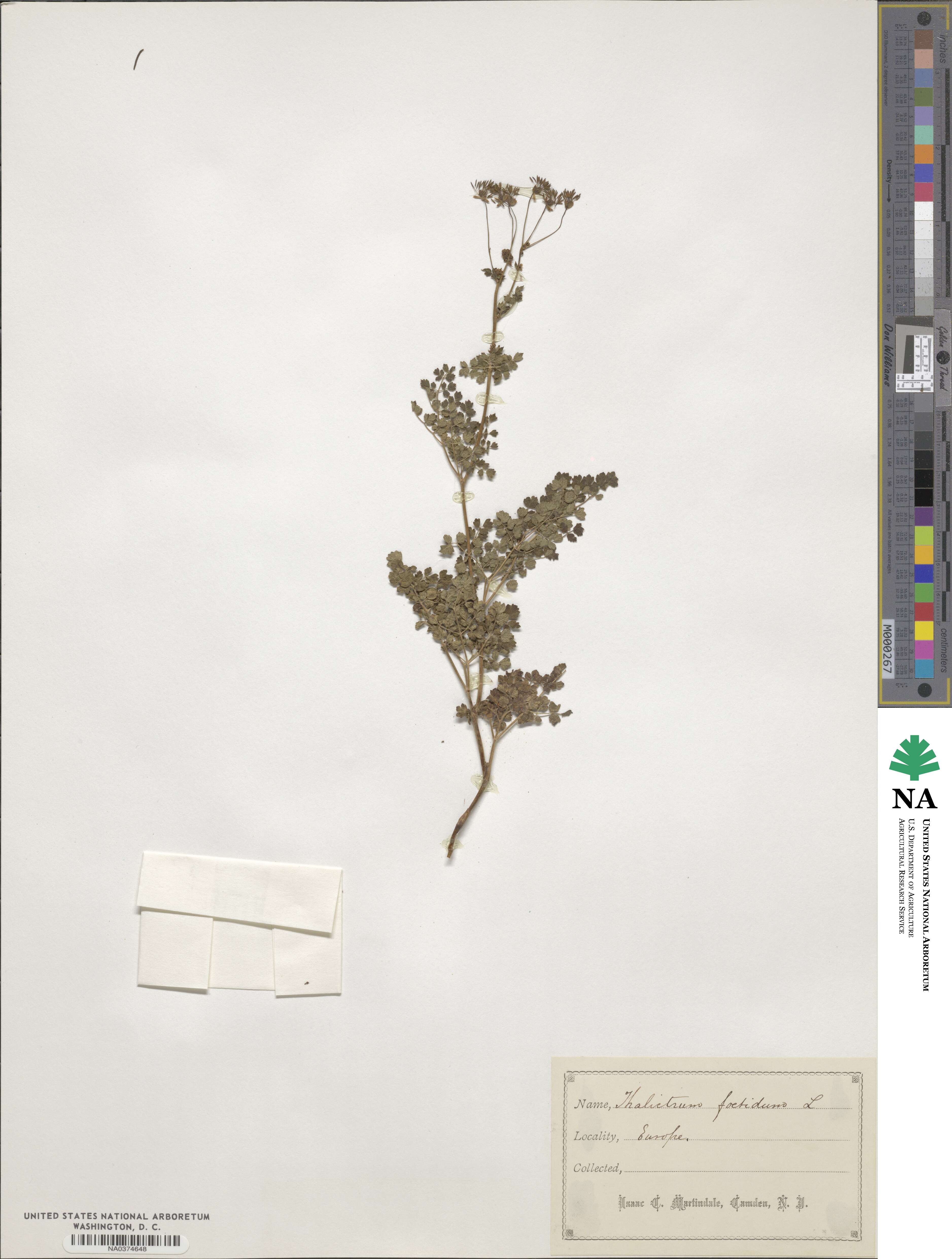 Thalictrum foetidum image