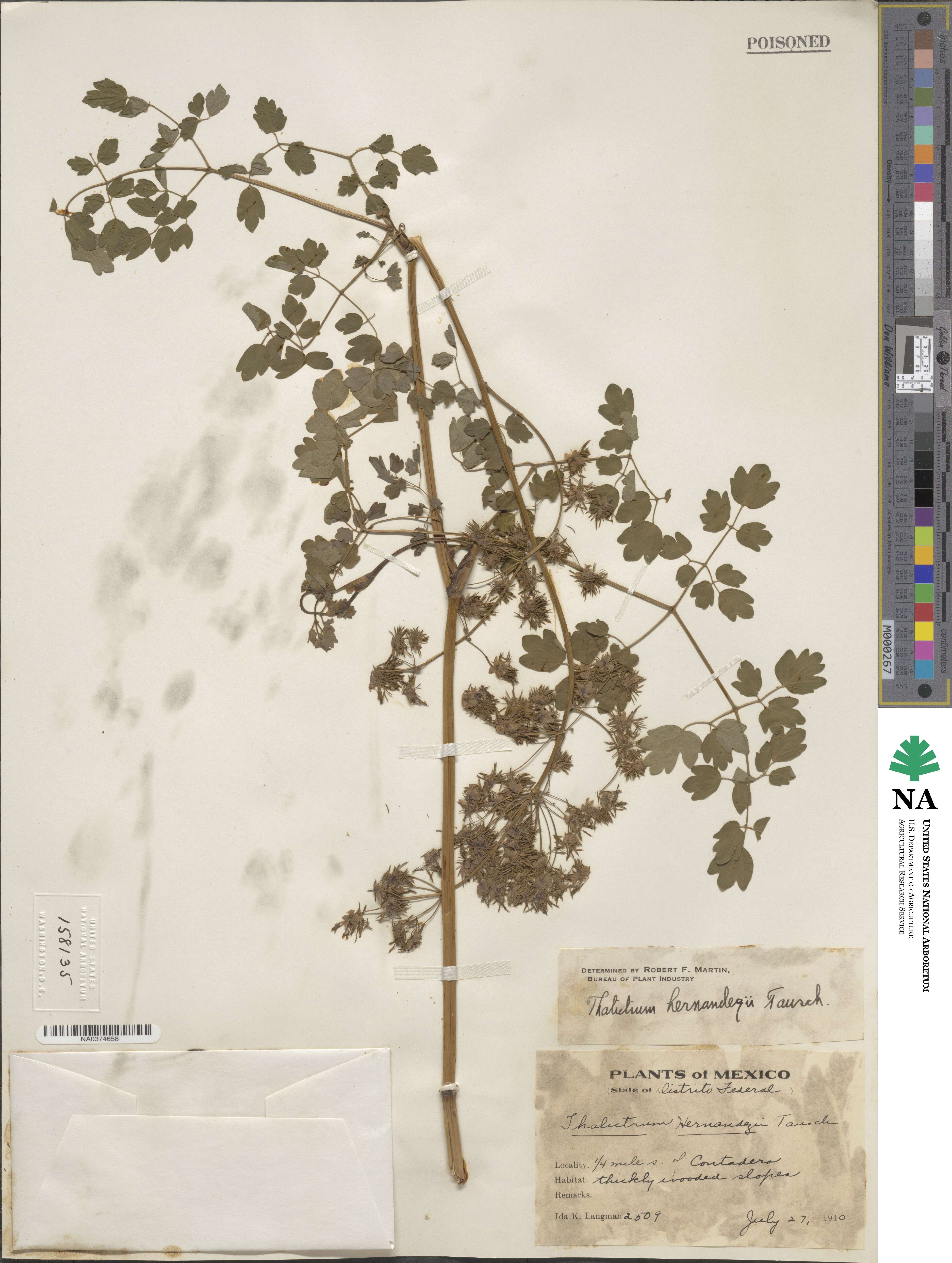 Thalictrum hernandezii image
