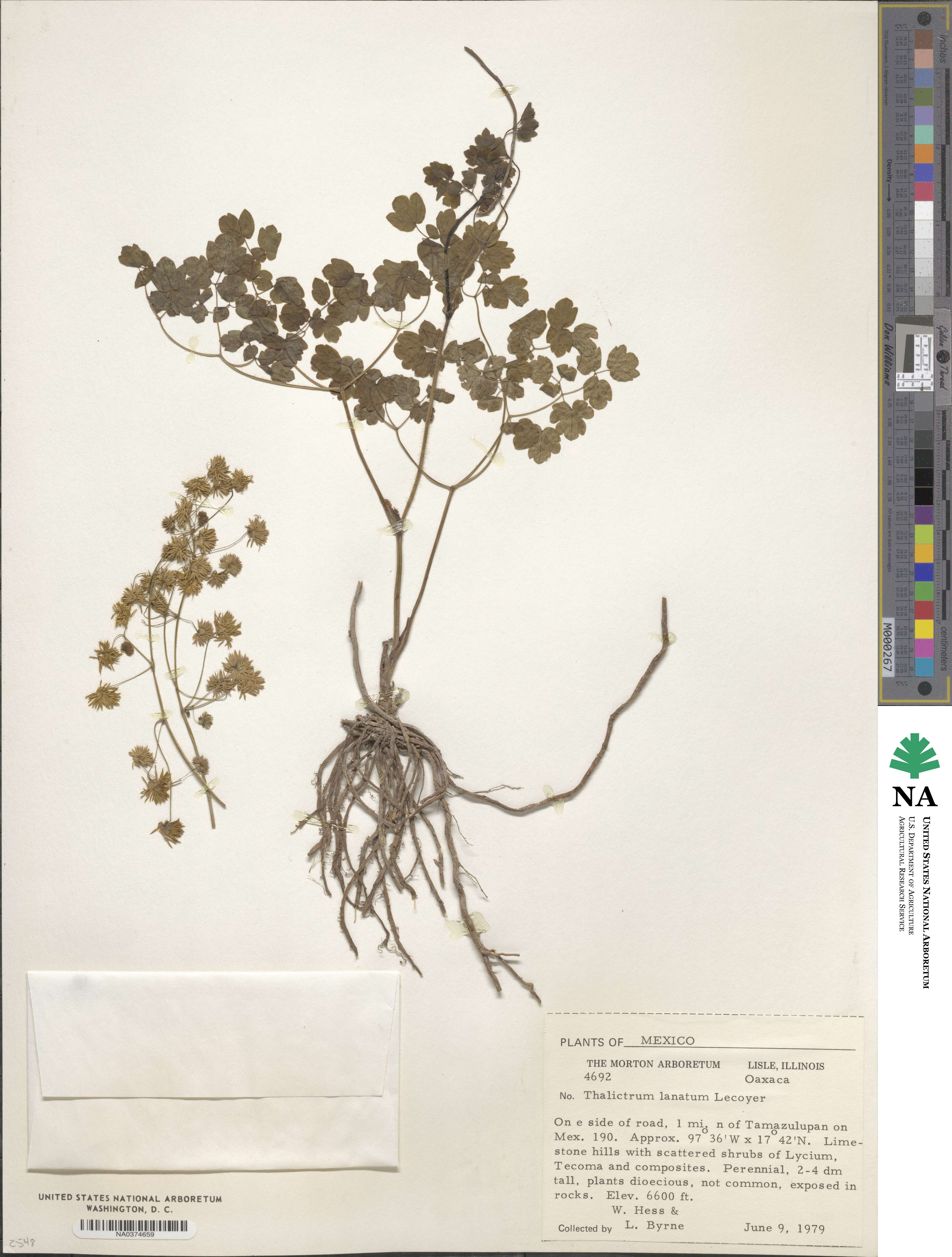 Thalictrum lanatum image