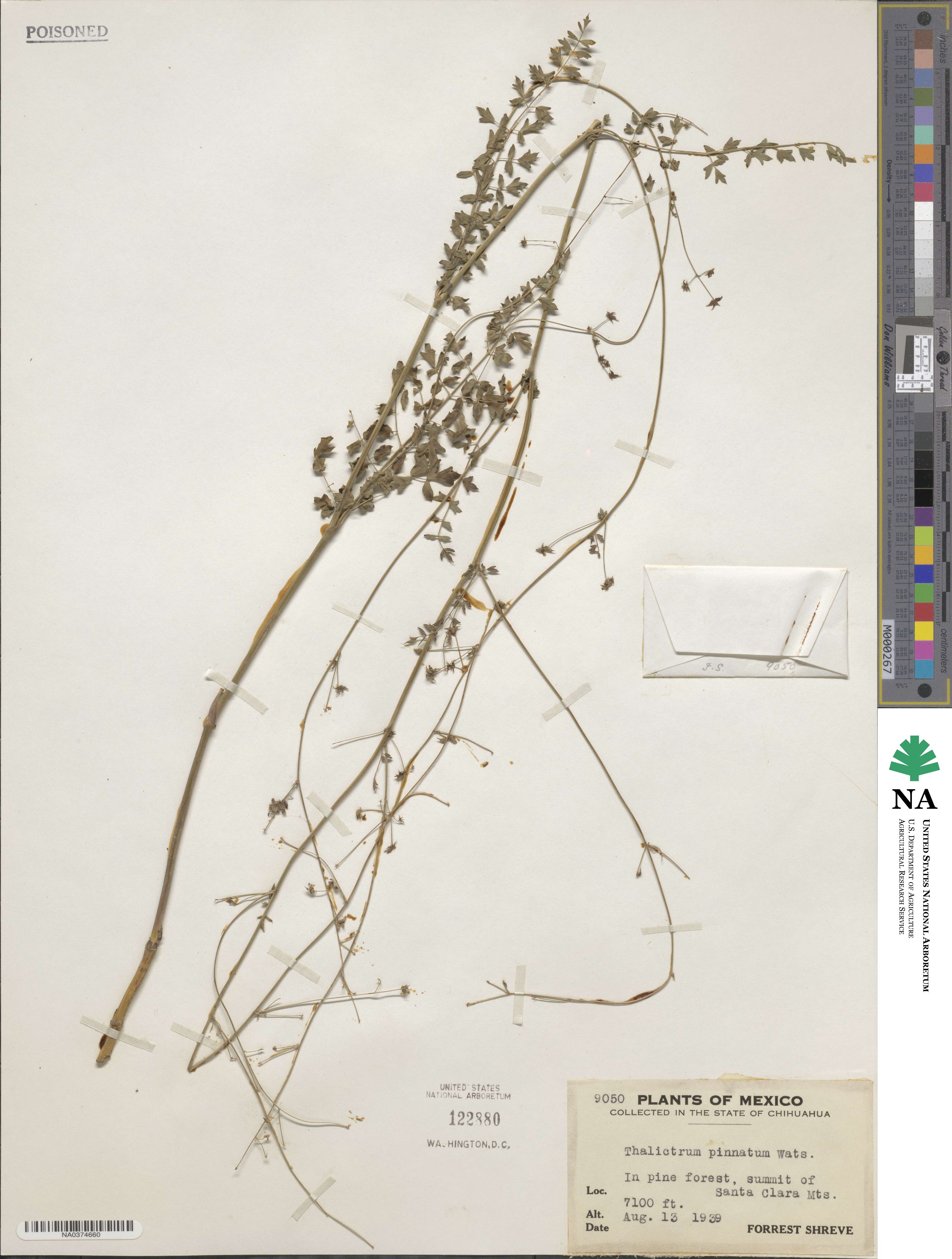 Thalictrum pinnatum image