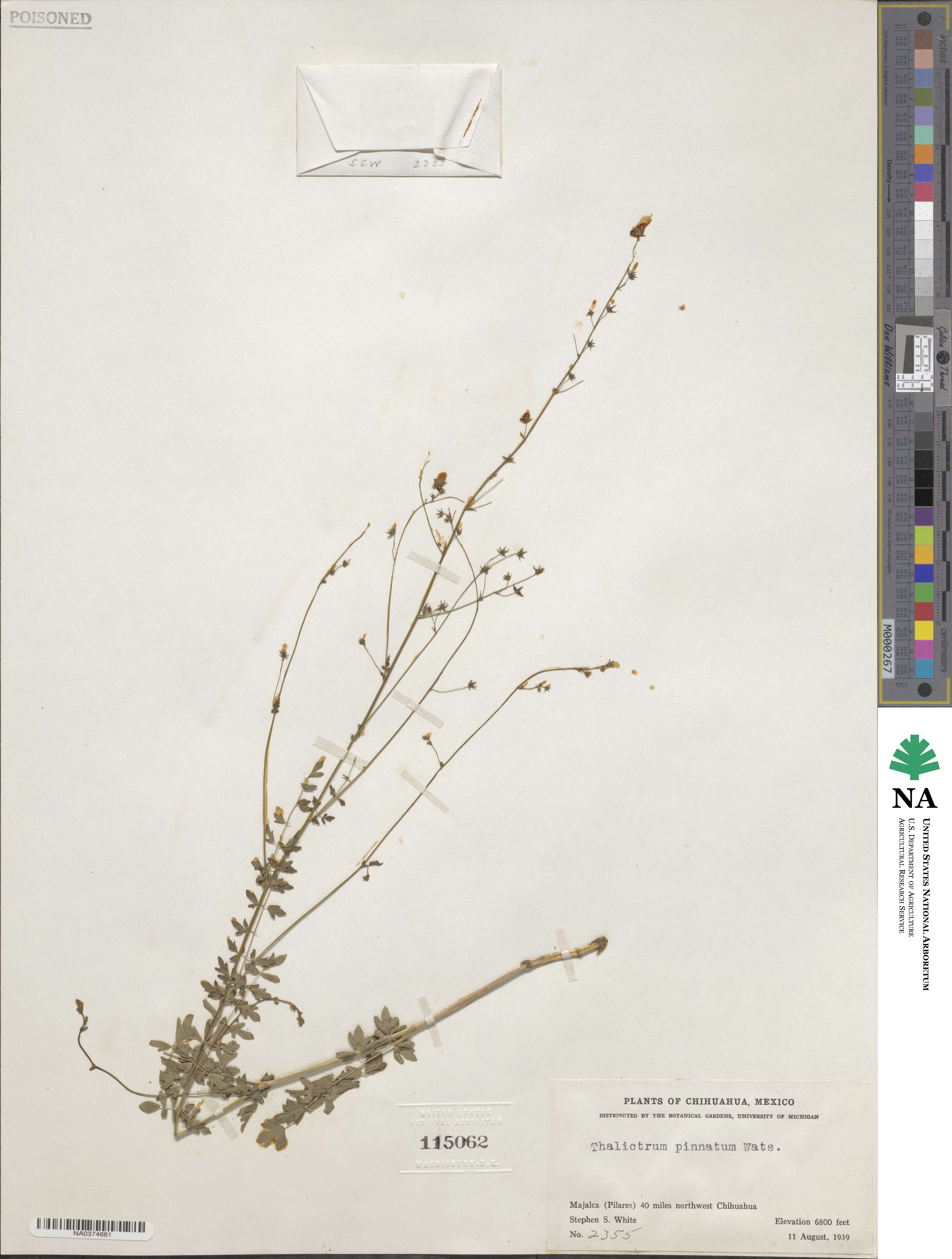 Thalictrum pinnatum image