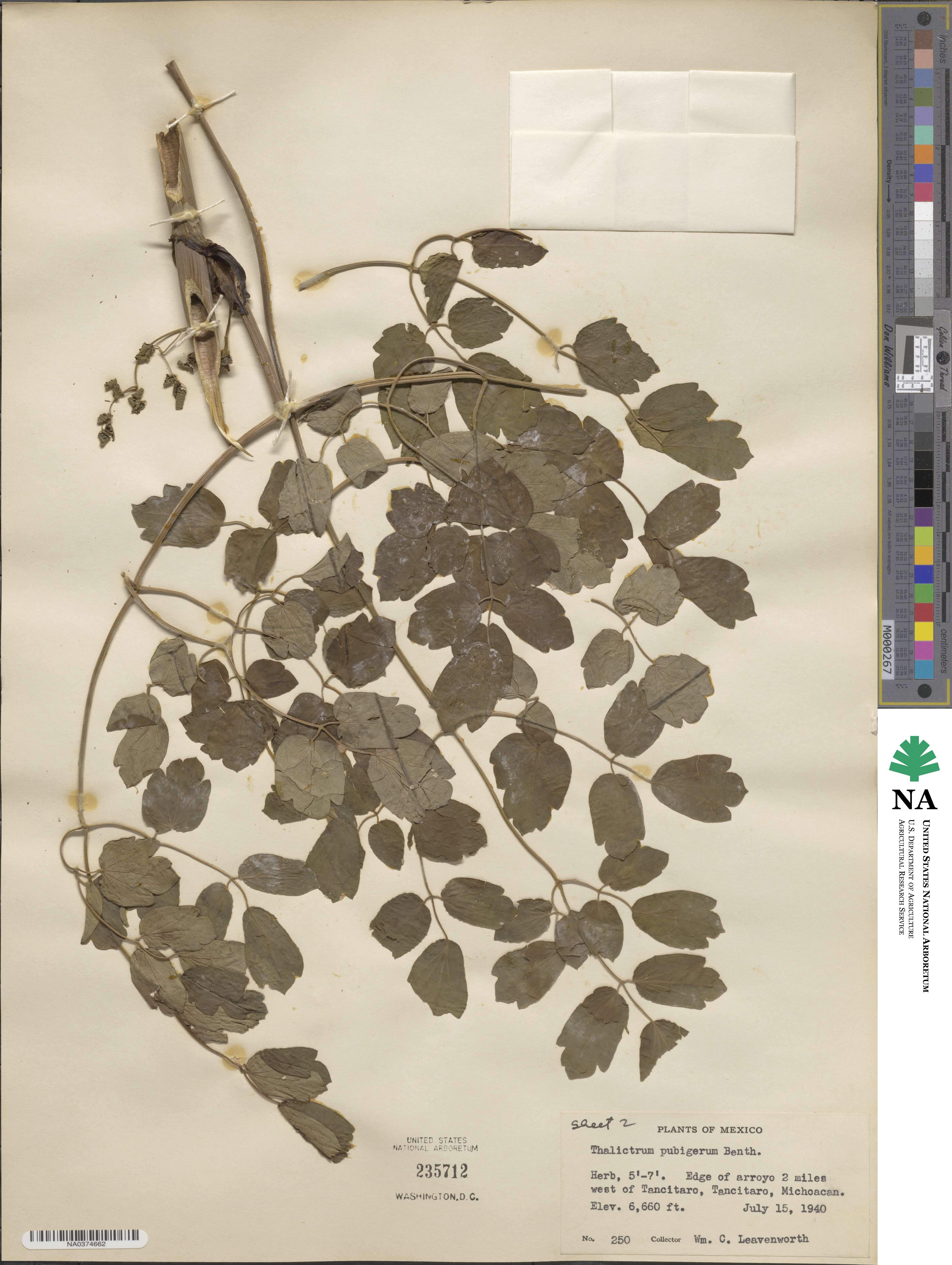 Thalictrum pubigerum image