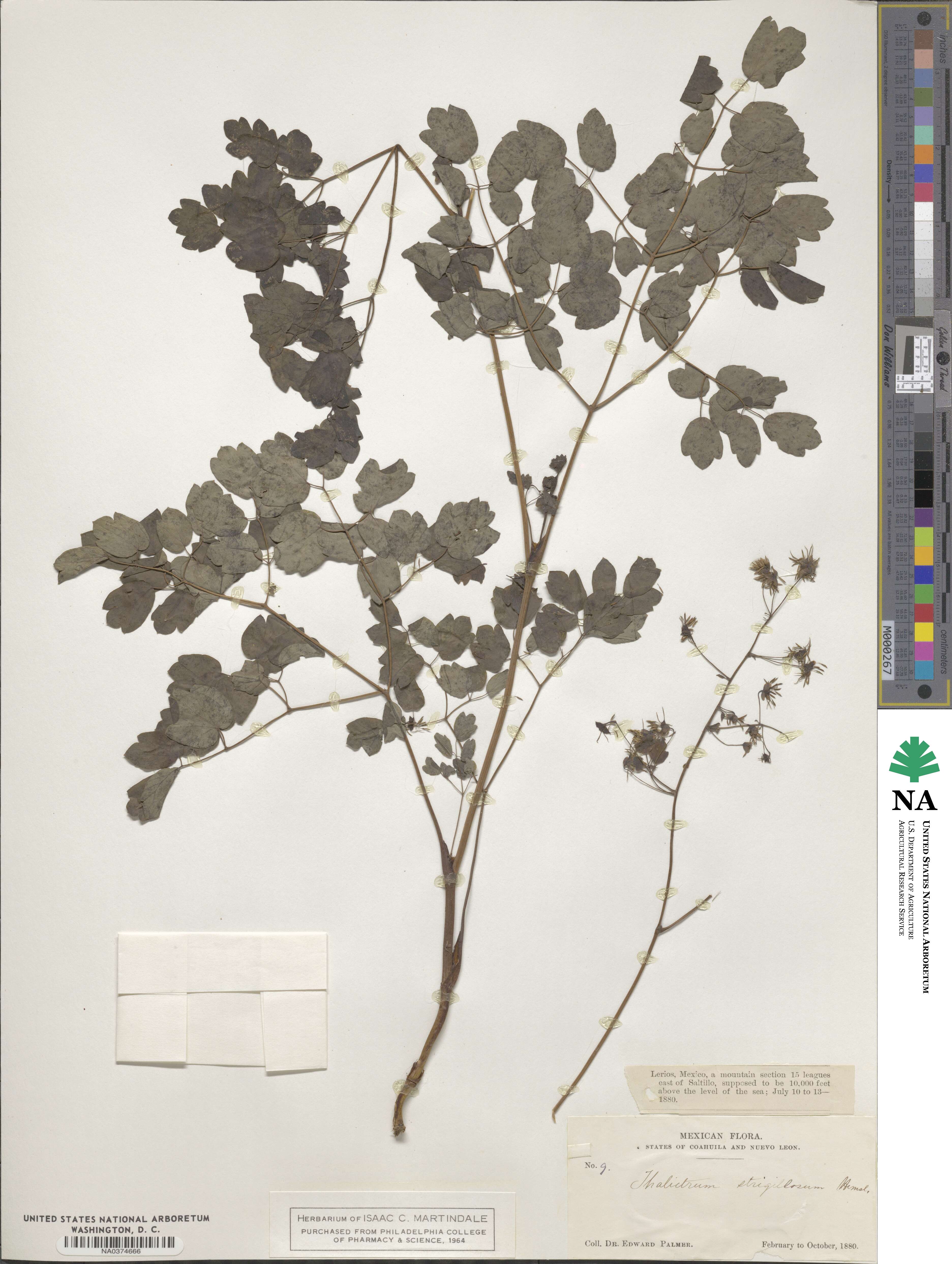 Thalictrum strigillosum image