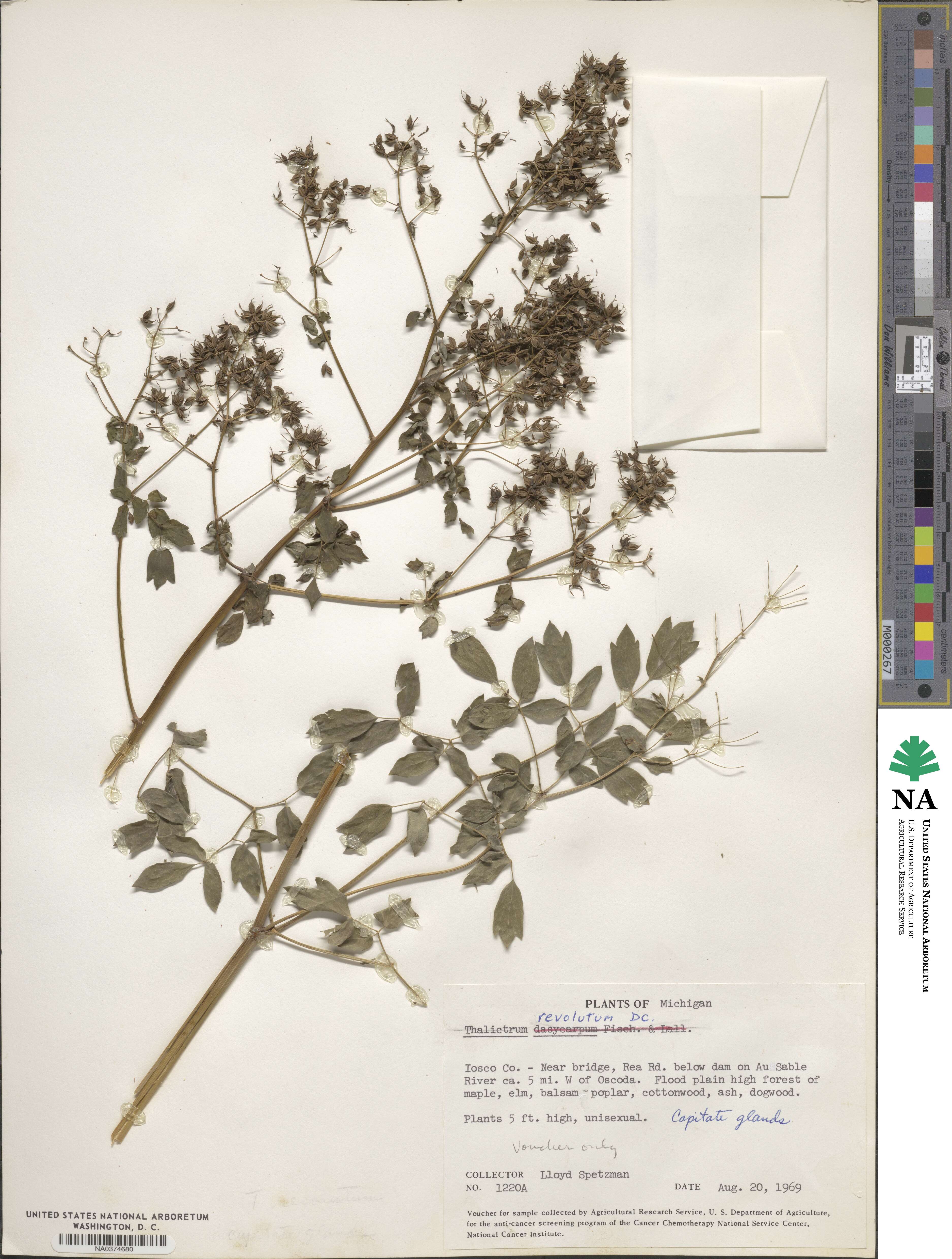 Thalictrum revolutum image