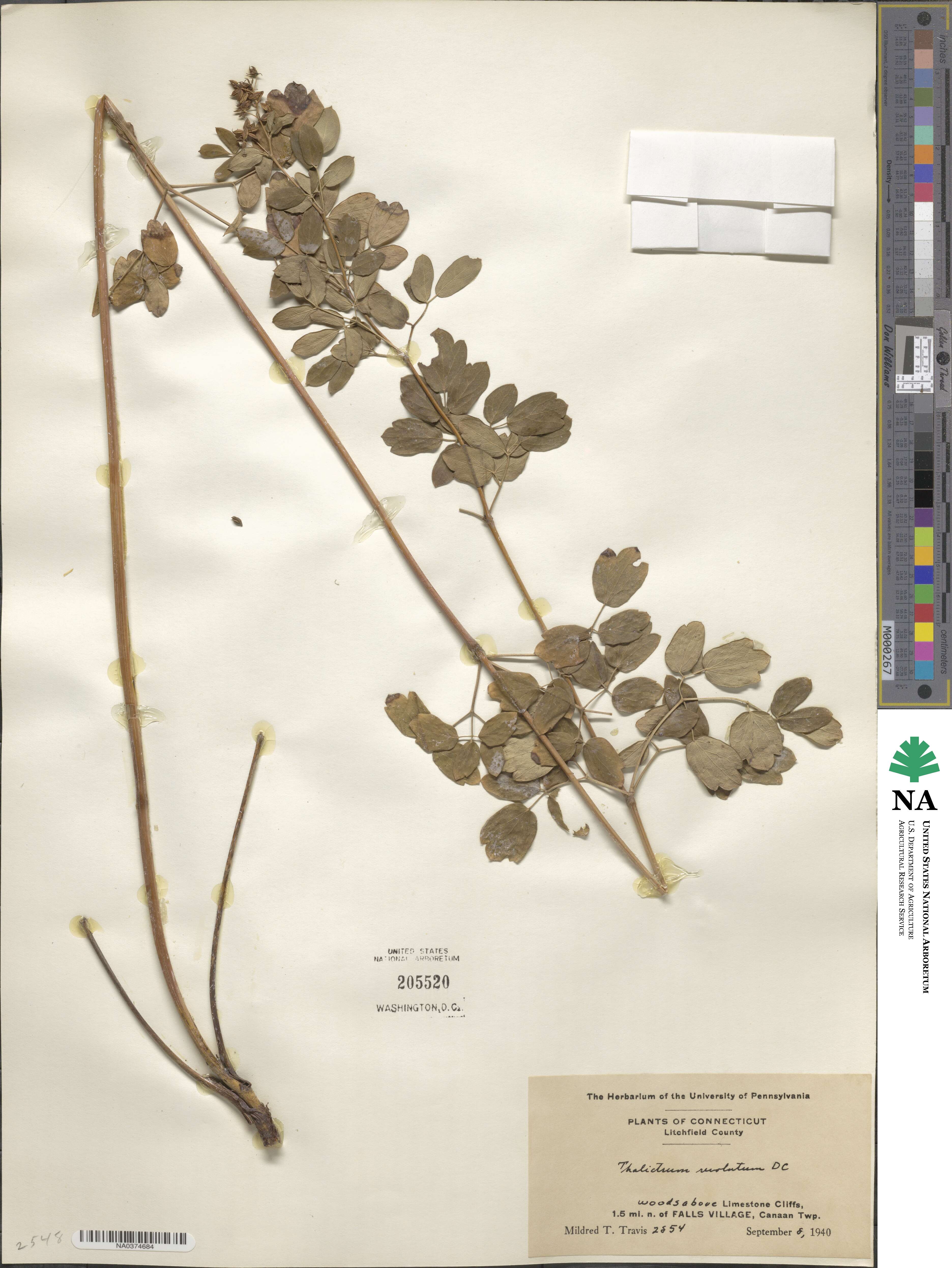 Thalictrum revolutum image