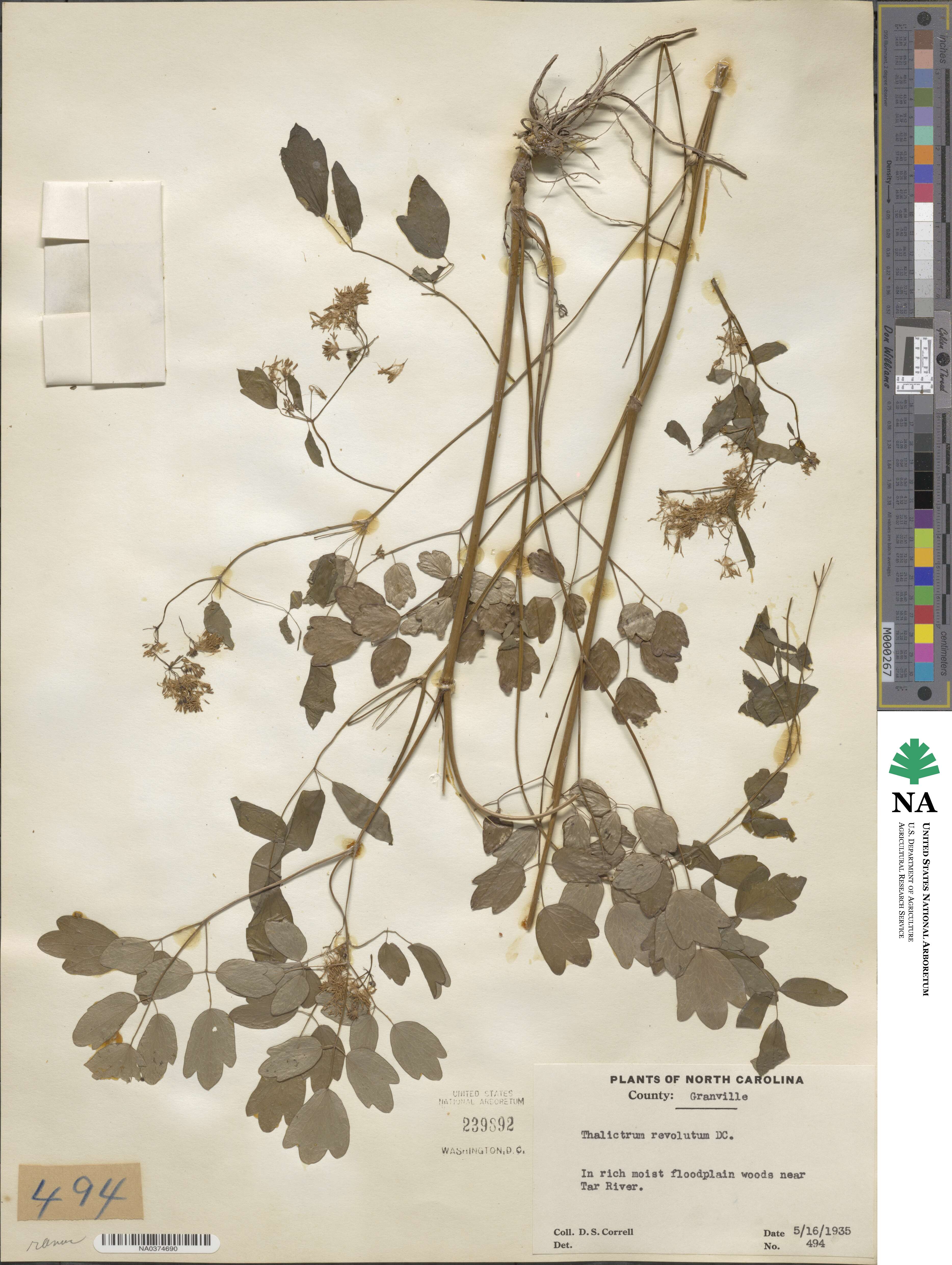 Thalictrum revolutum image