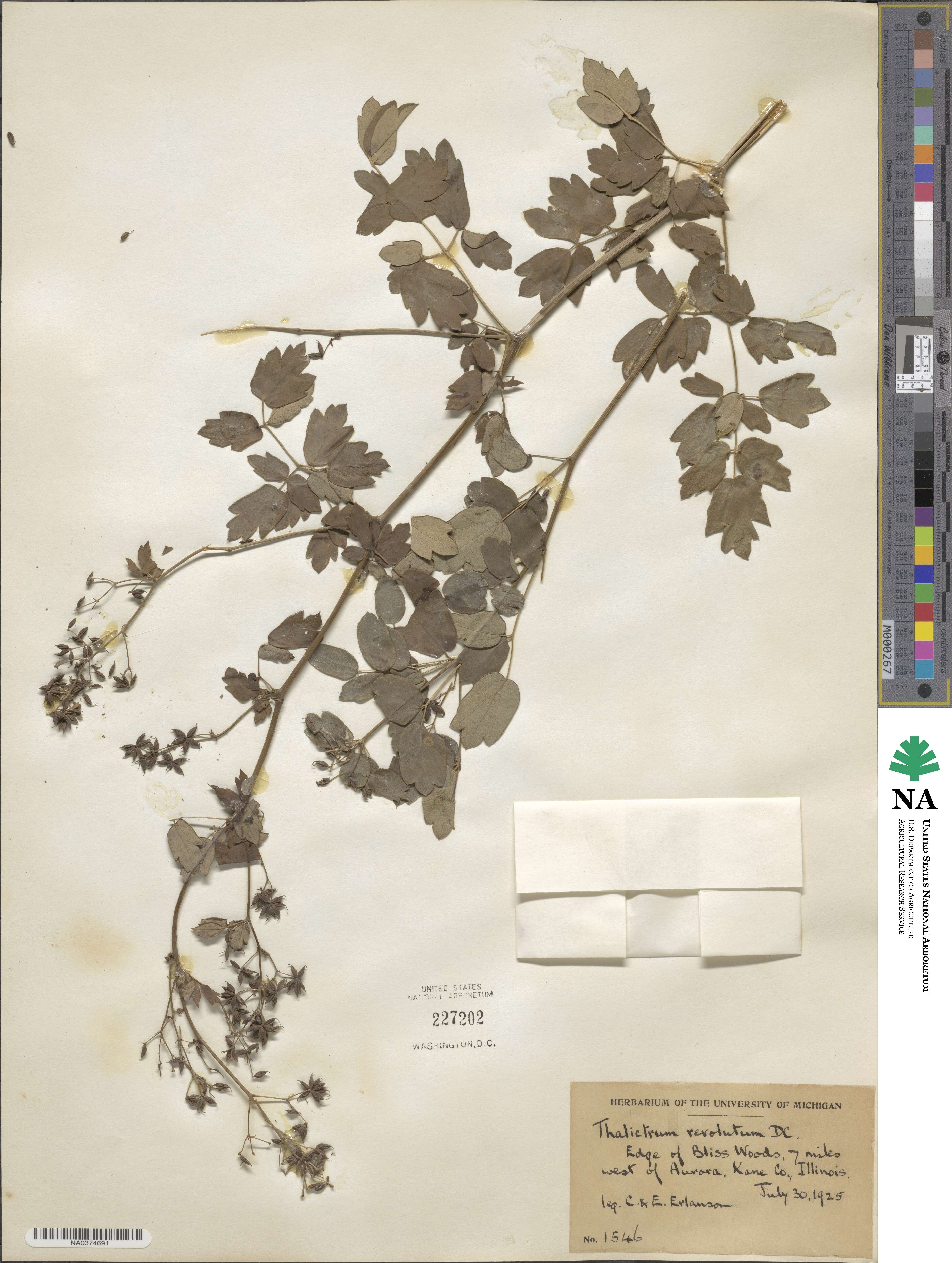 Thalictrum revolutum image