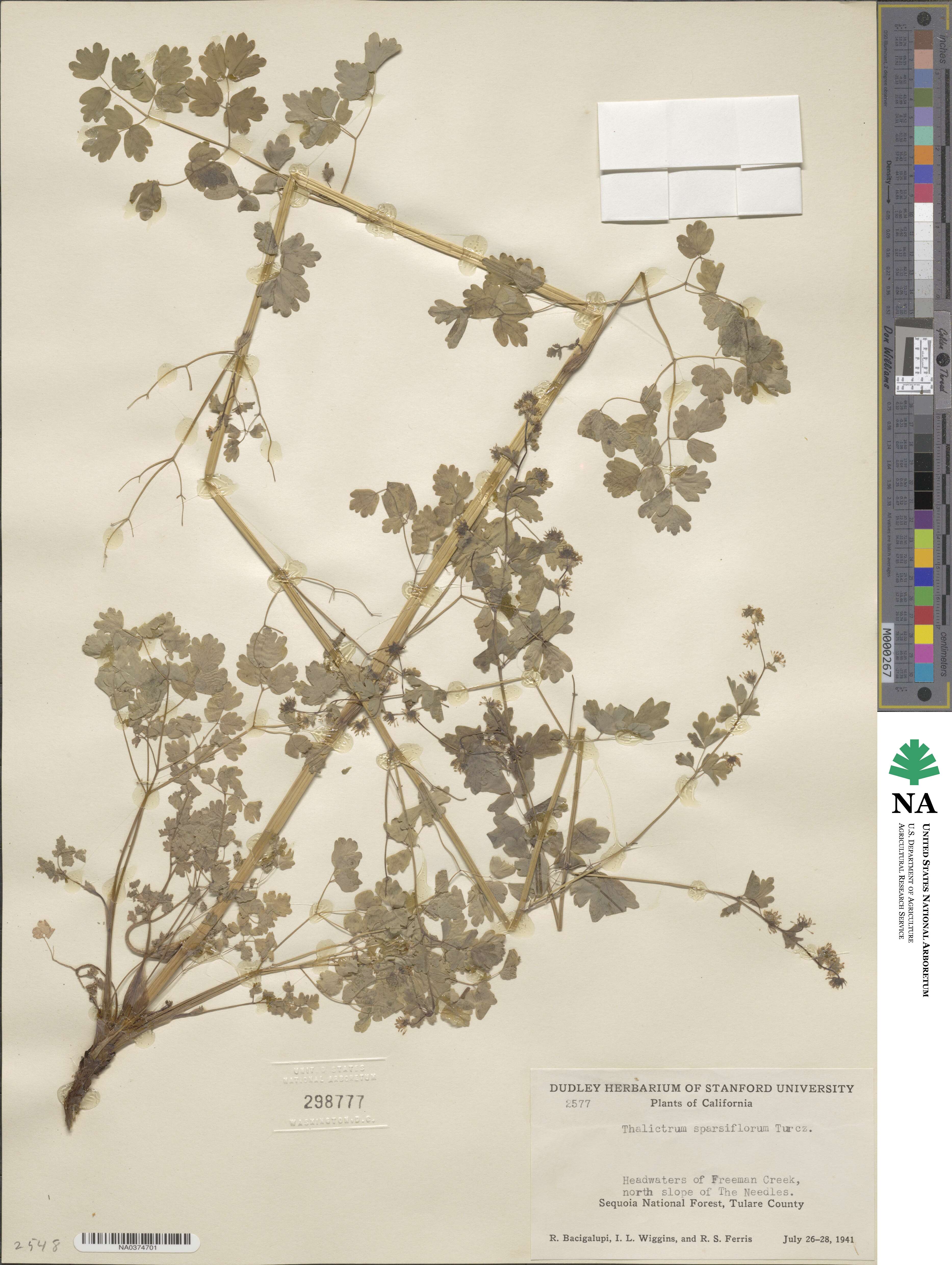 Thalictrum sparsiflorum image