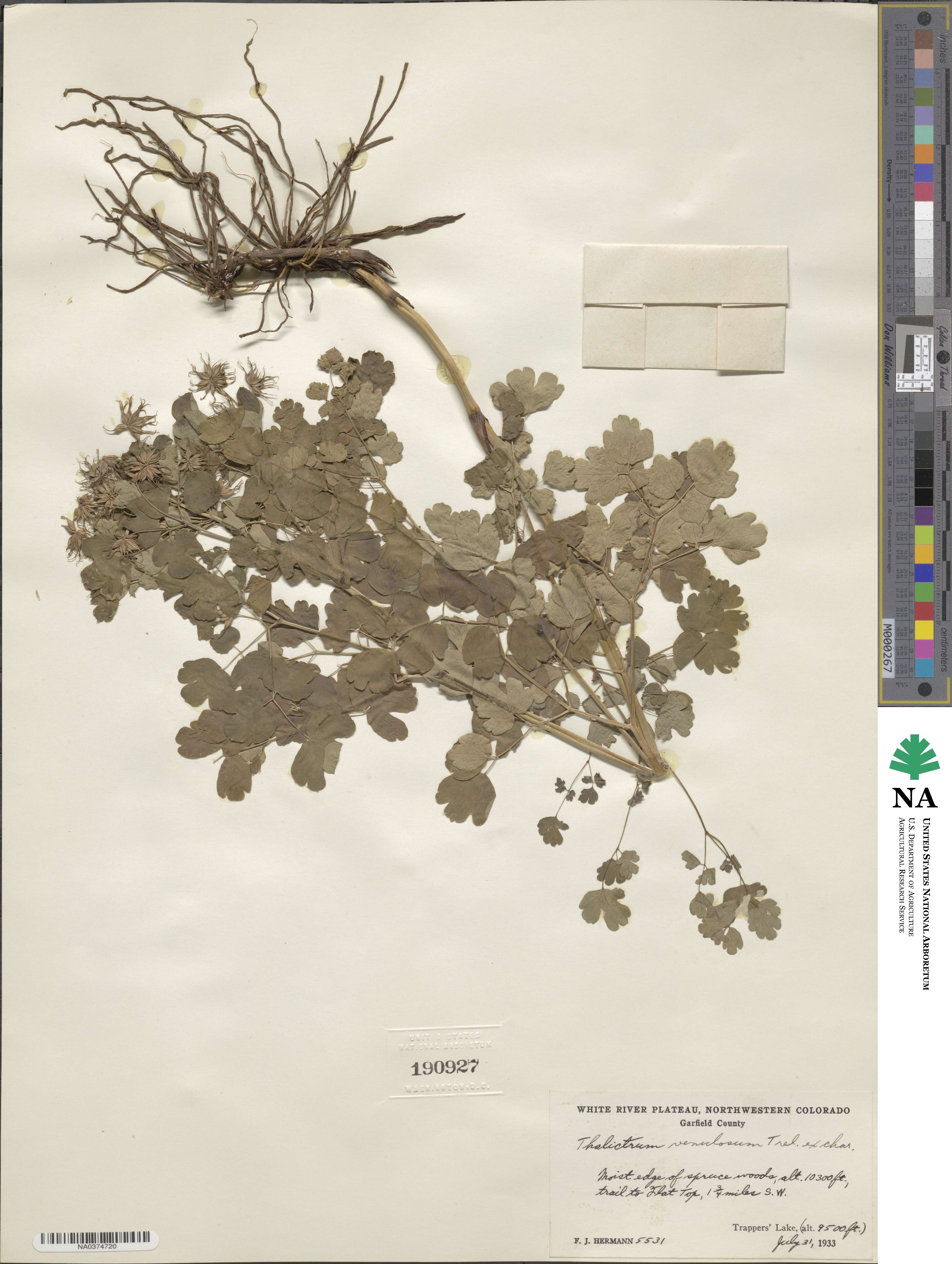 Thalictrum venulosum image