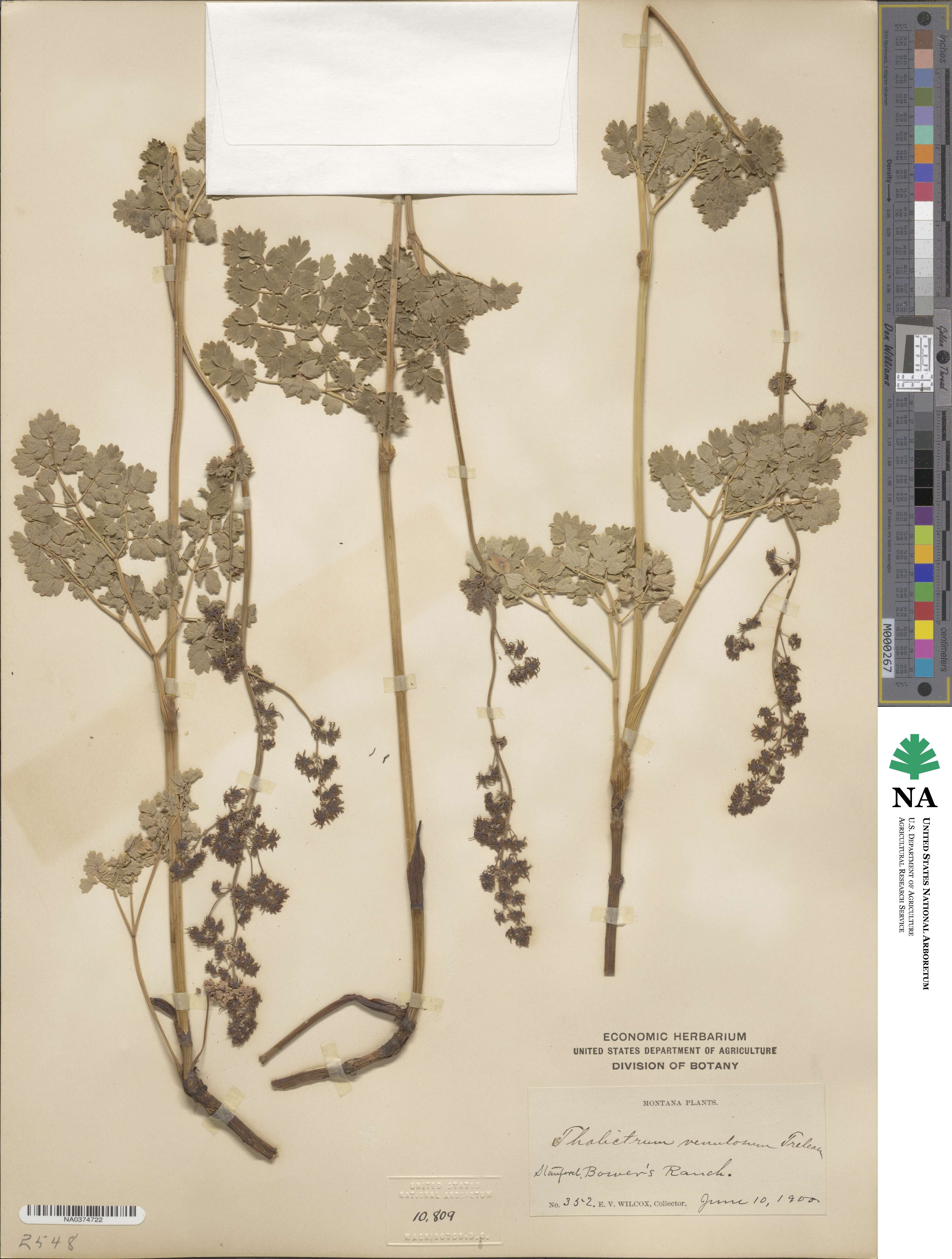 Thalictrum venulosum image