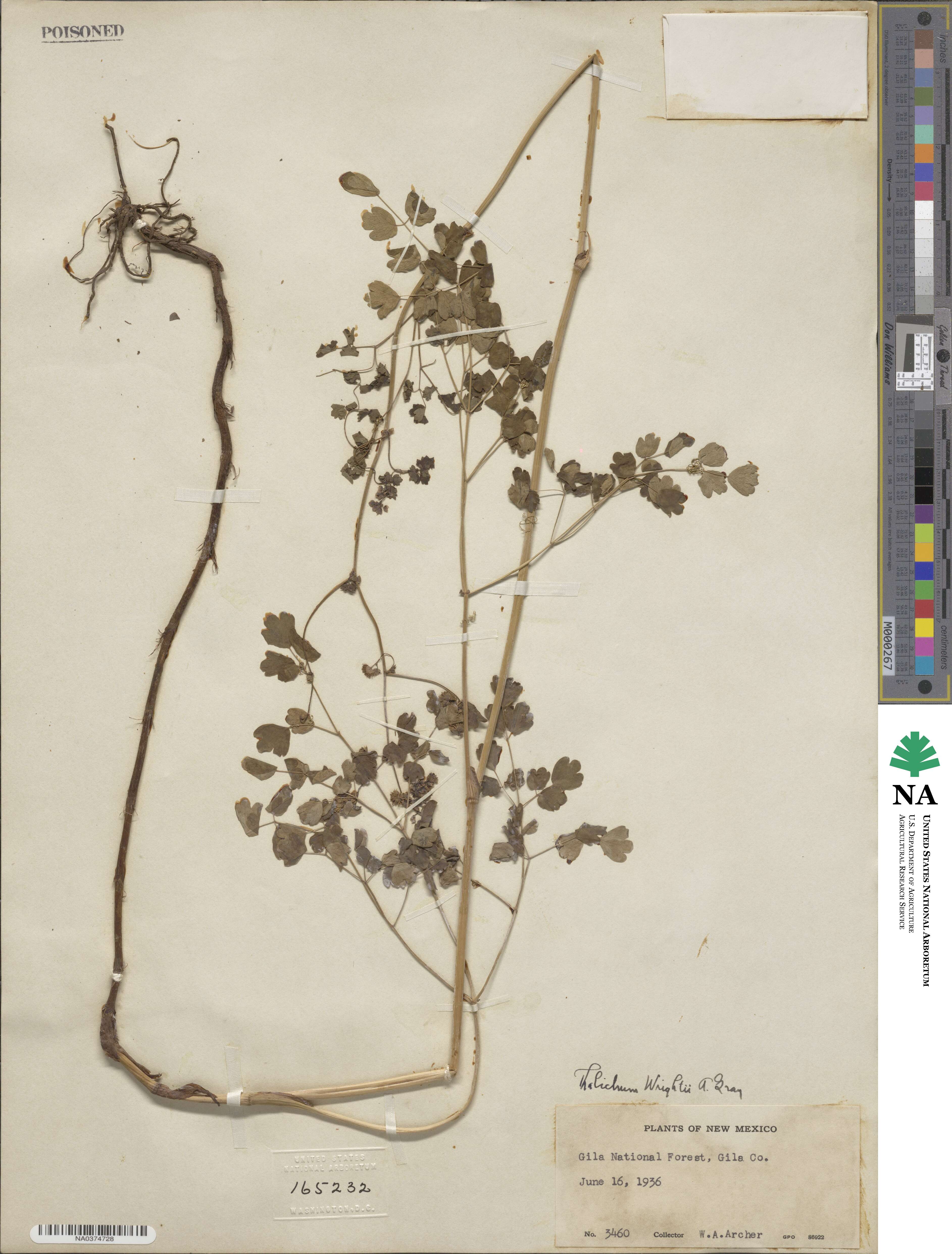 Thalictrum fendleri var. wrightii image