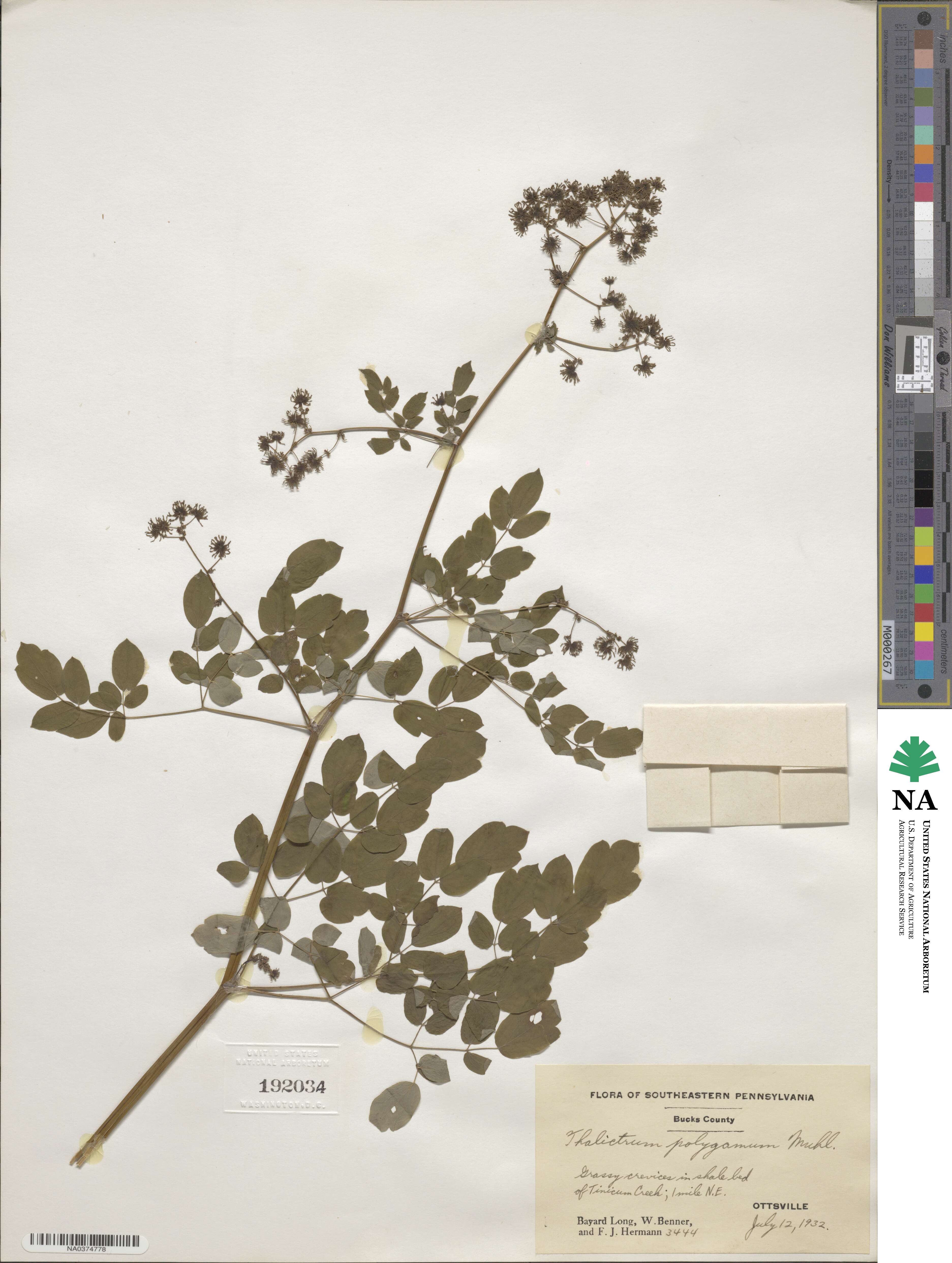 Thalictrum pubescens image