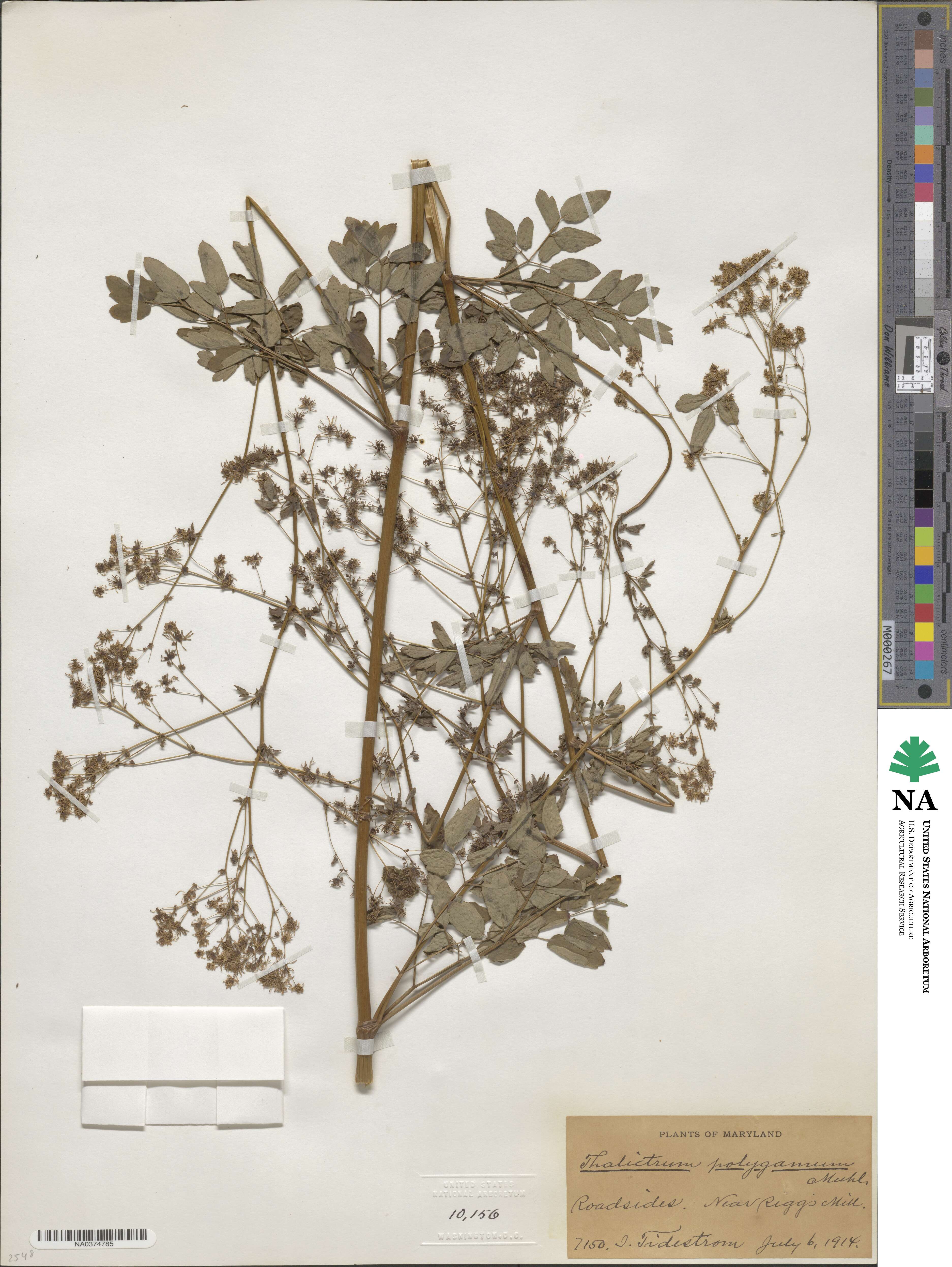 Thalictrum pubescens image