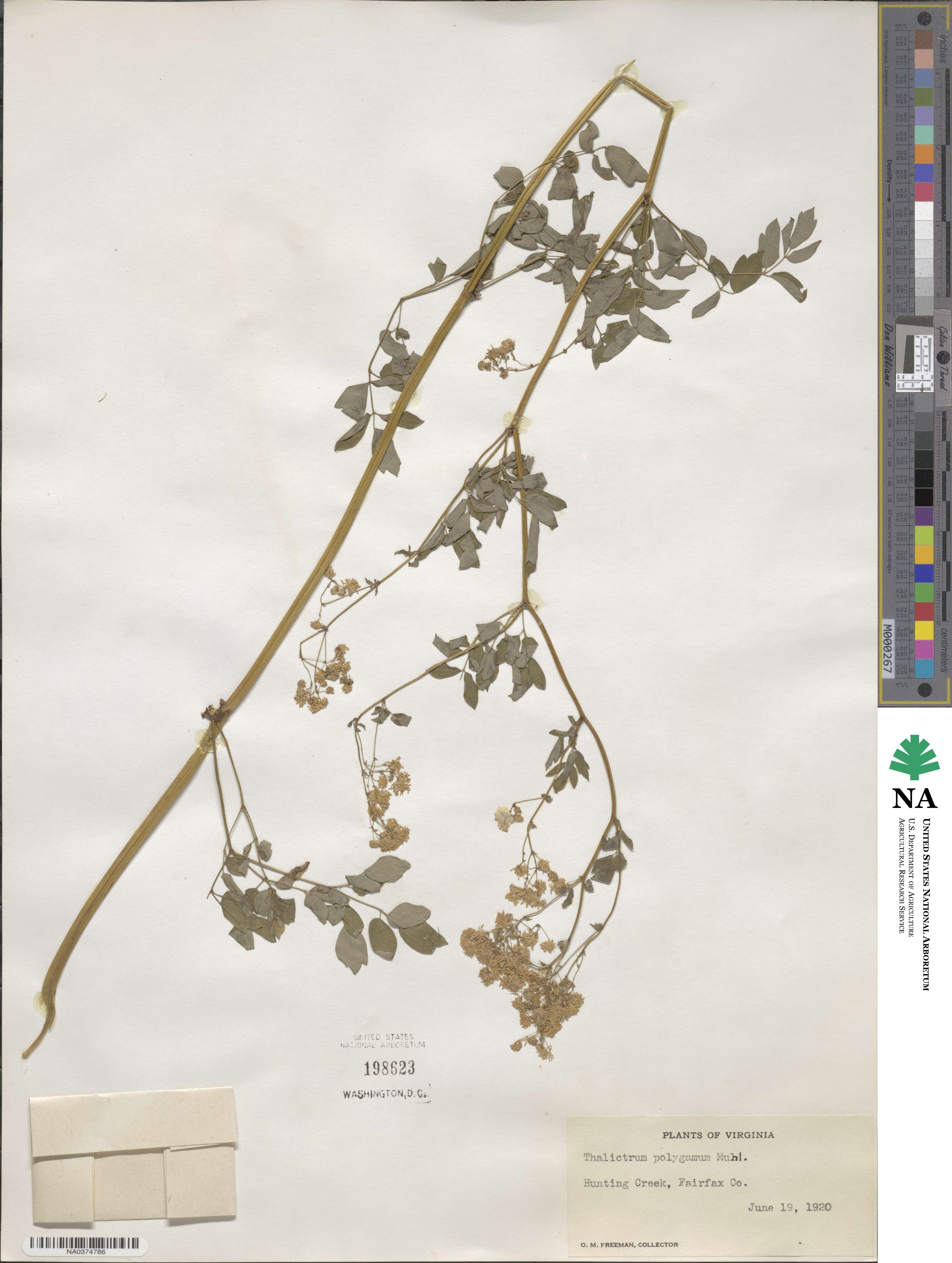 Thalictrum pubescens image