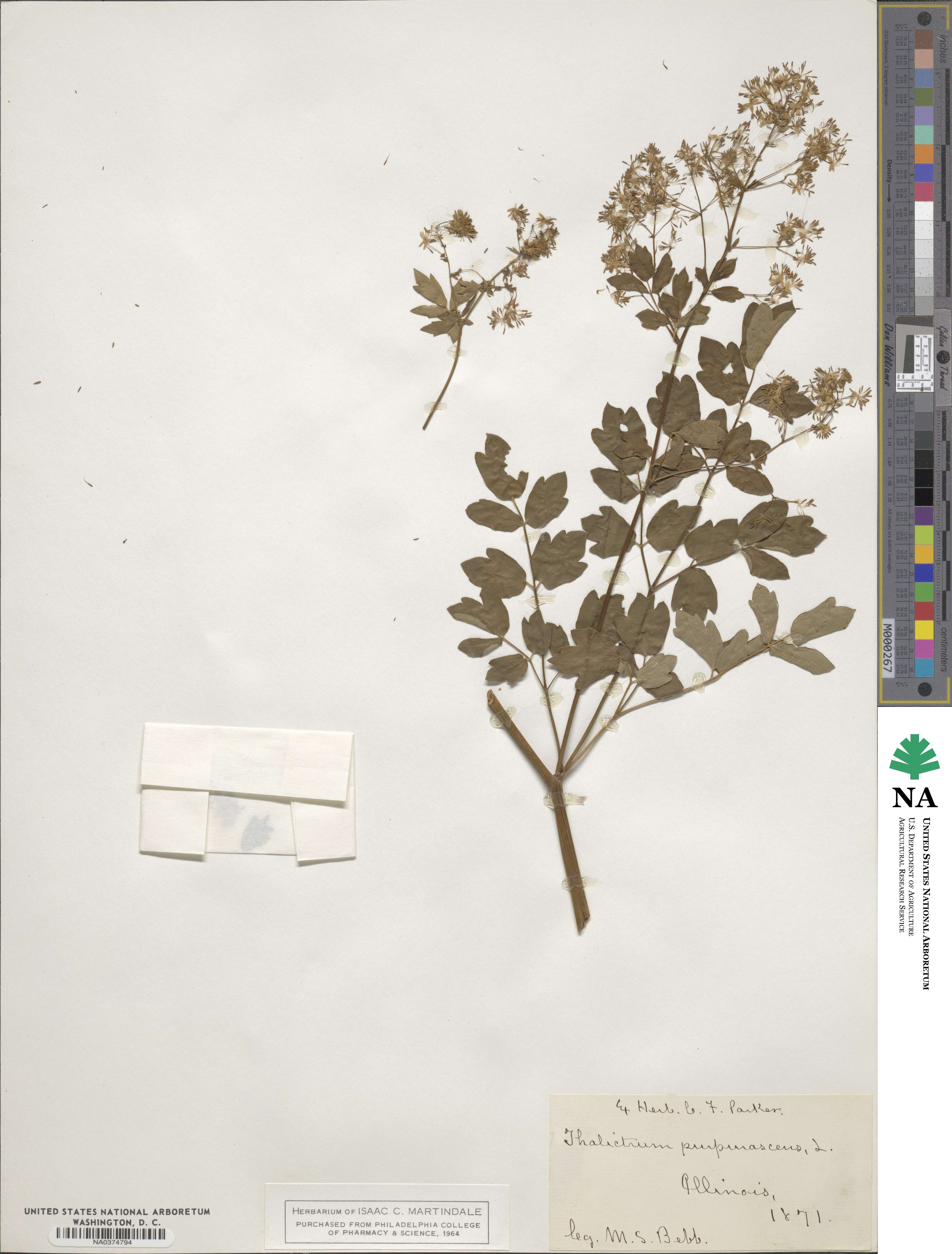 Thalictrum dioicum image