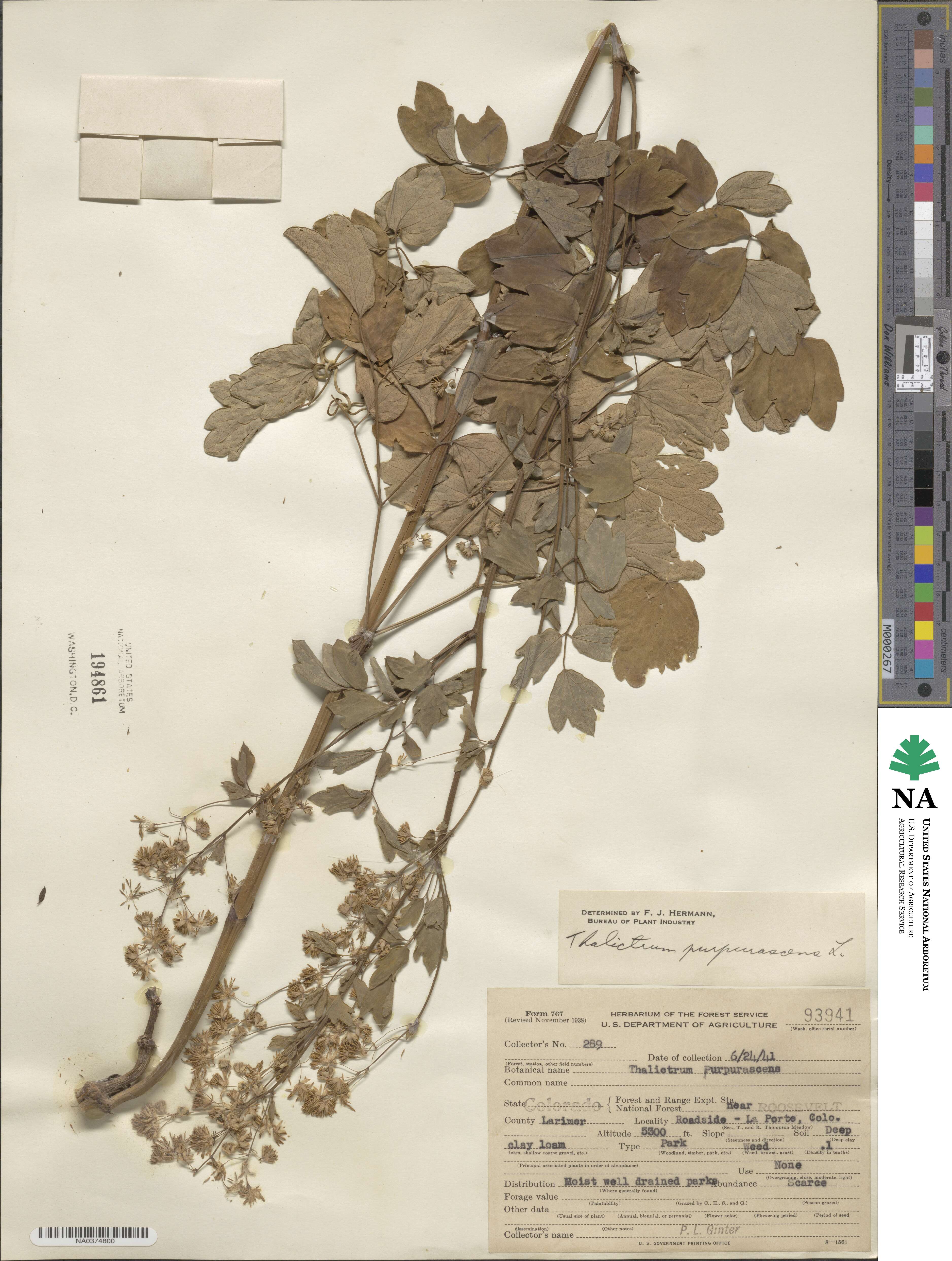 Thalictrum dioicum image