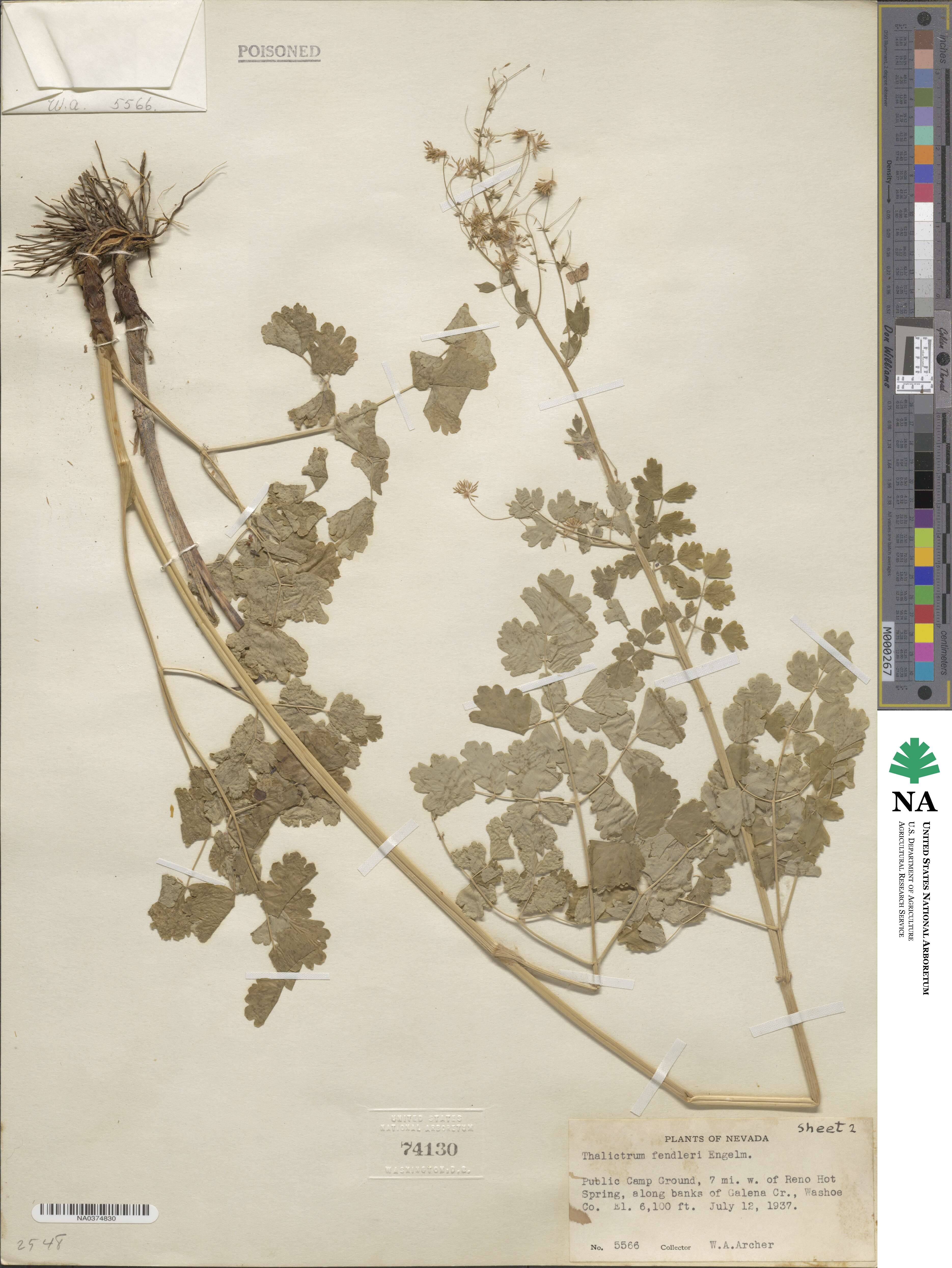 Thalictrum fendleri image
