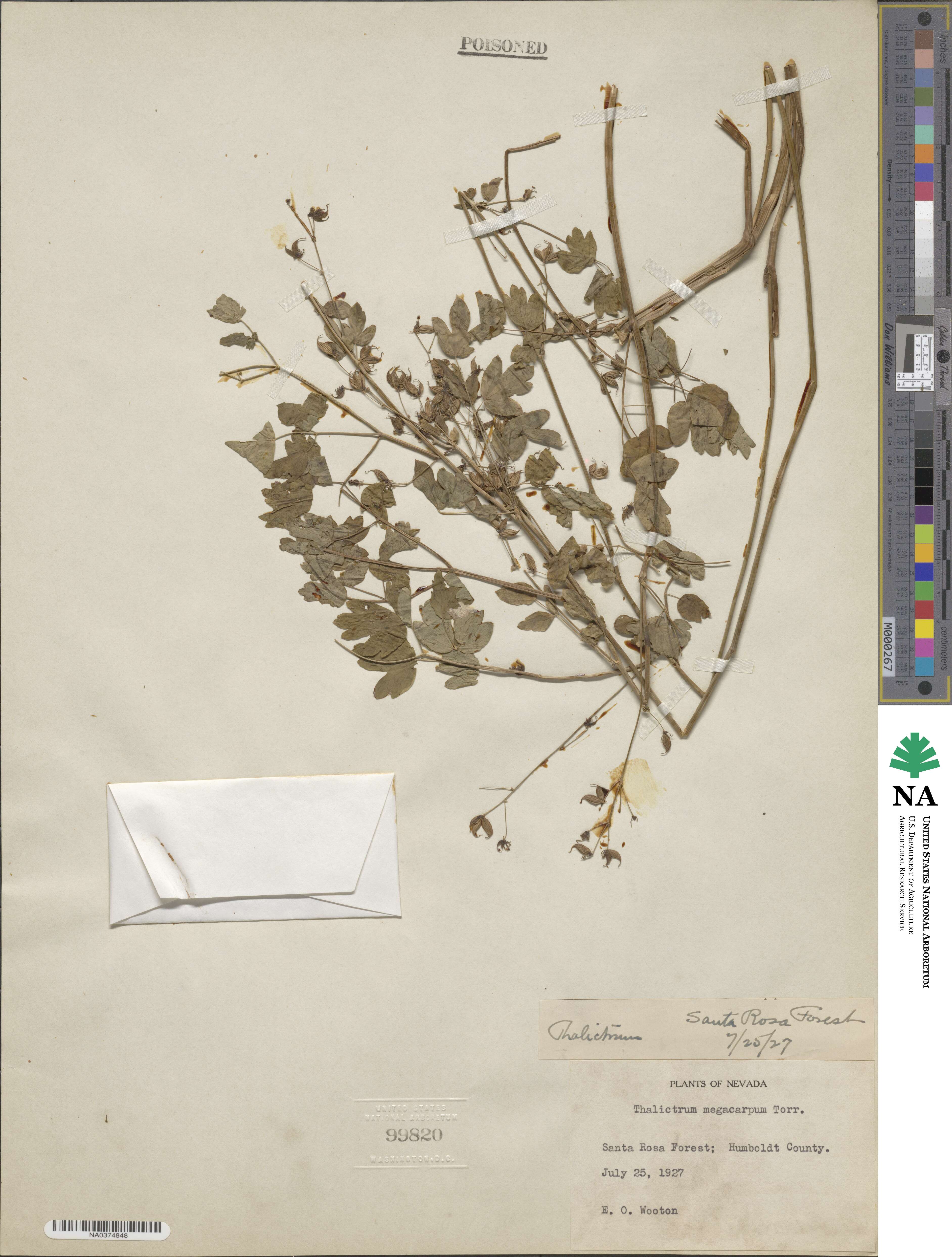 Thalictrum occidentale image