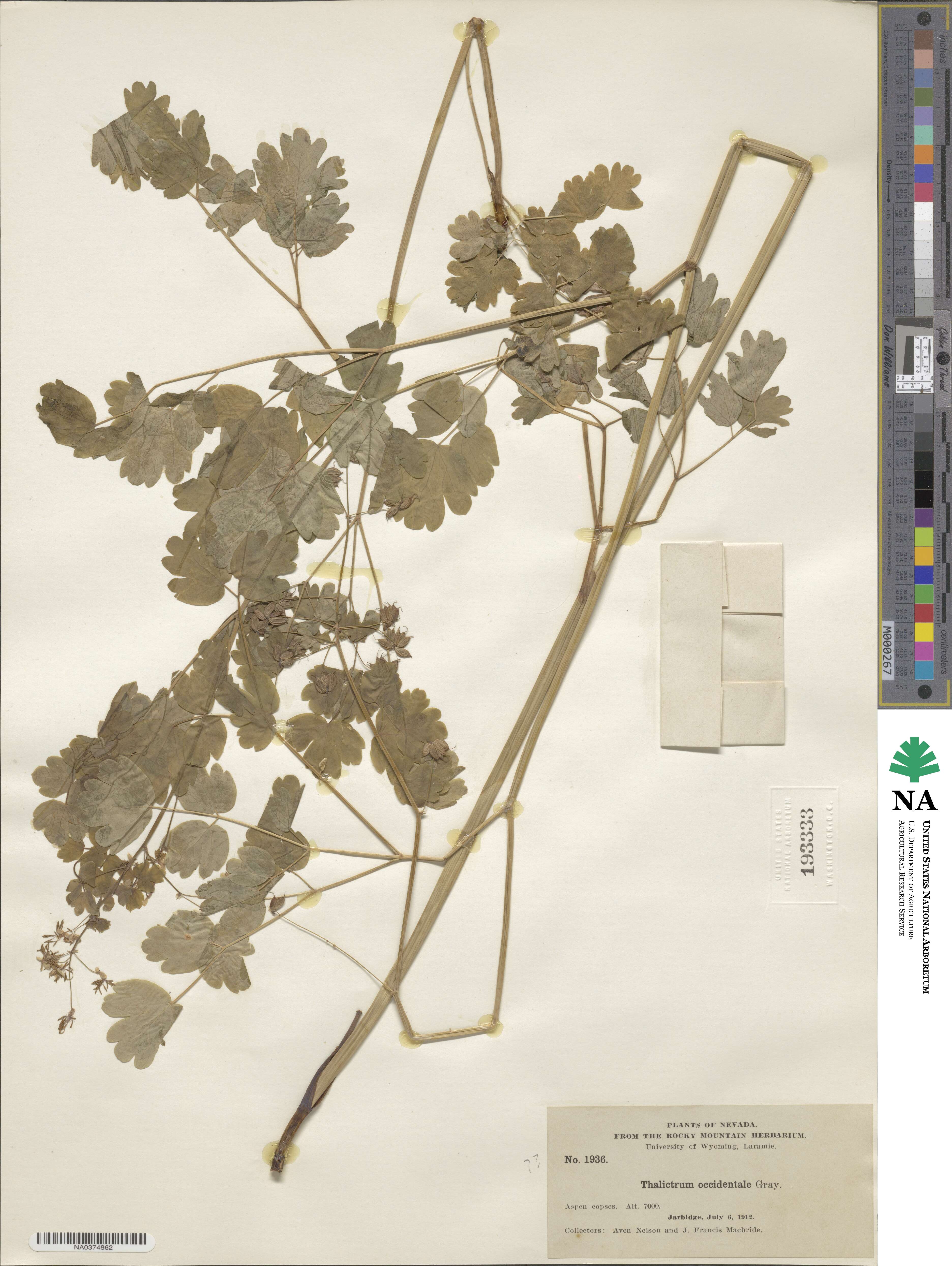 Thalictrum occidentale image