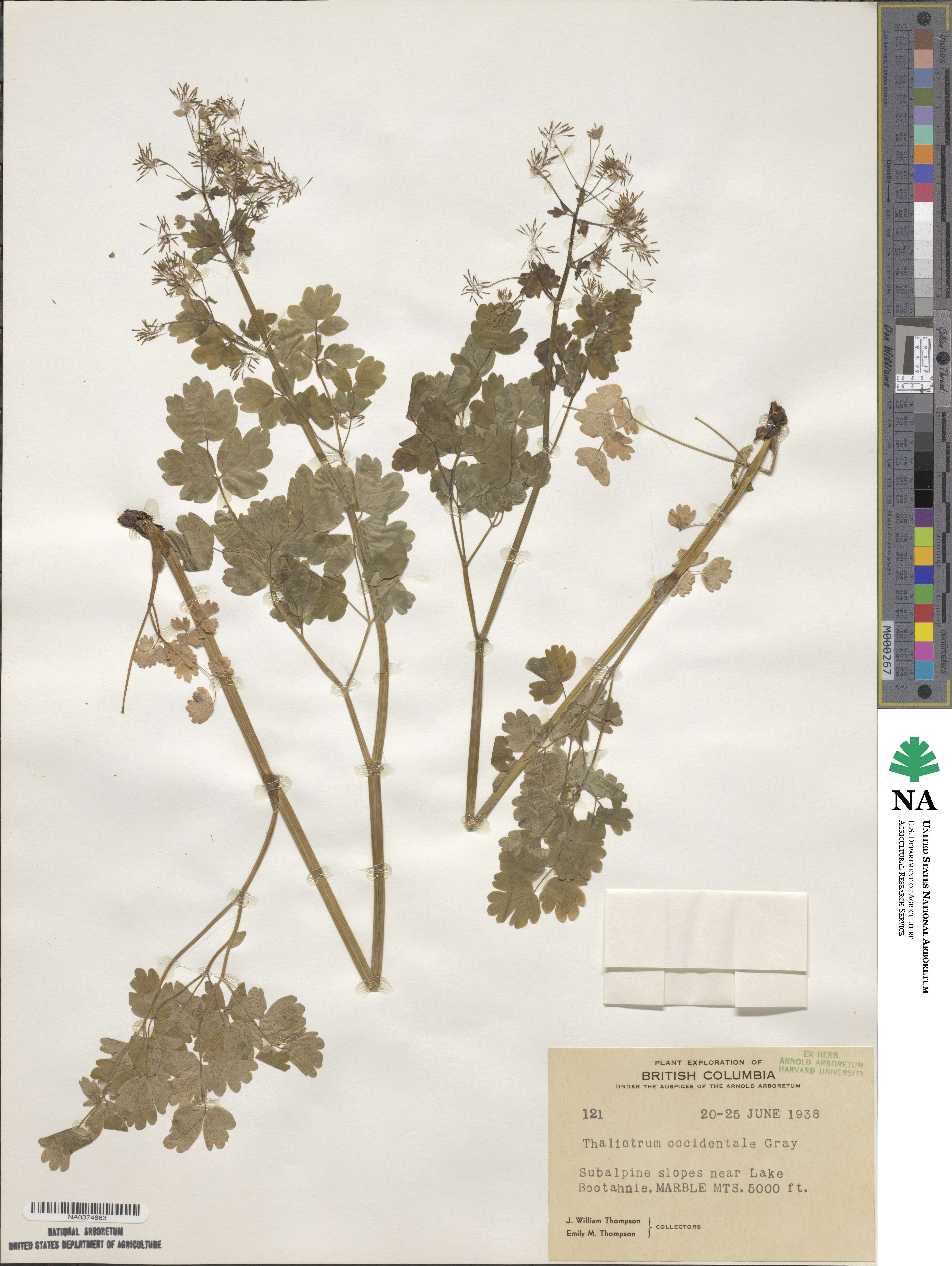Thalictrum occidentale image