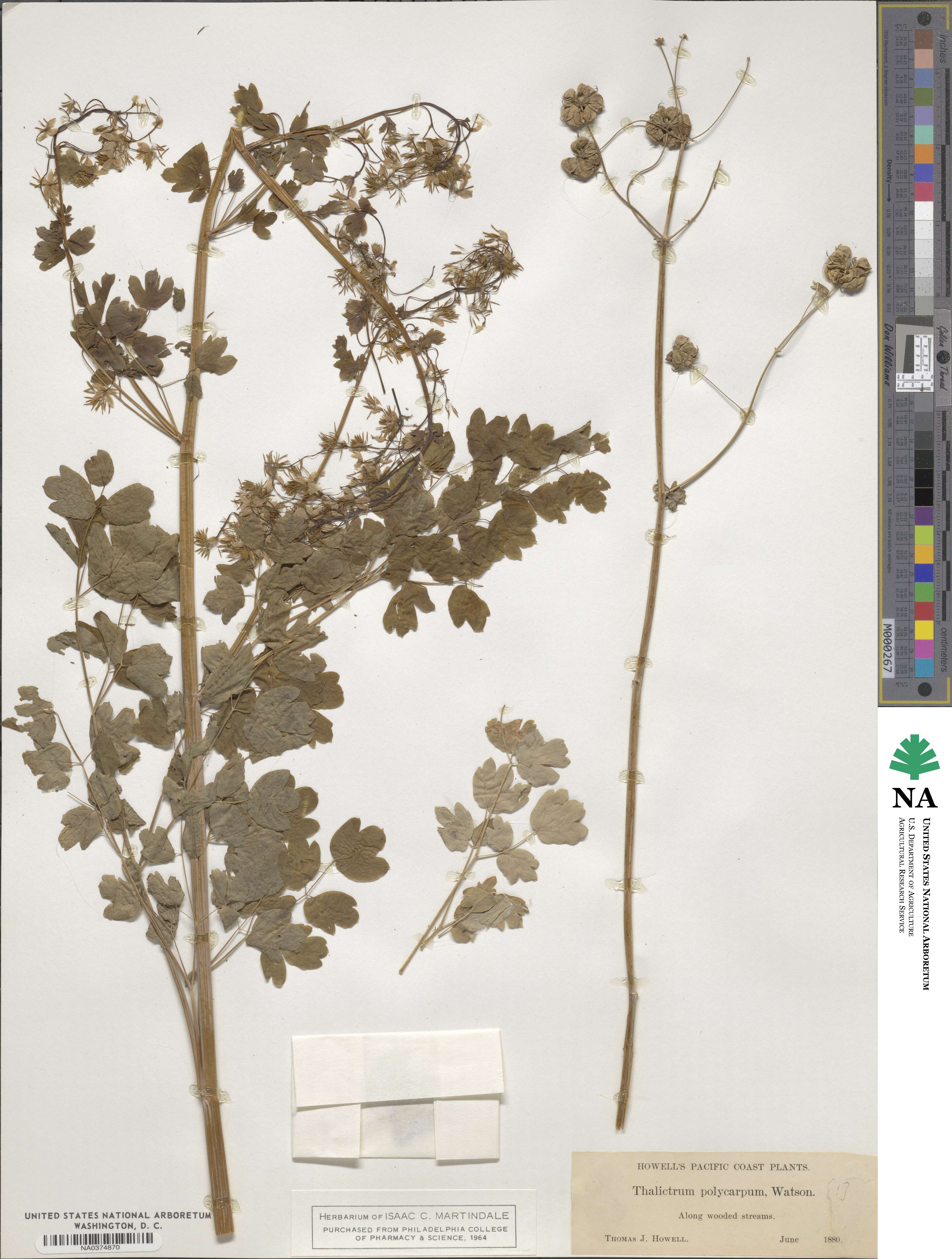 Thalictrum fendleri var. polycarpum image