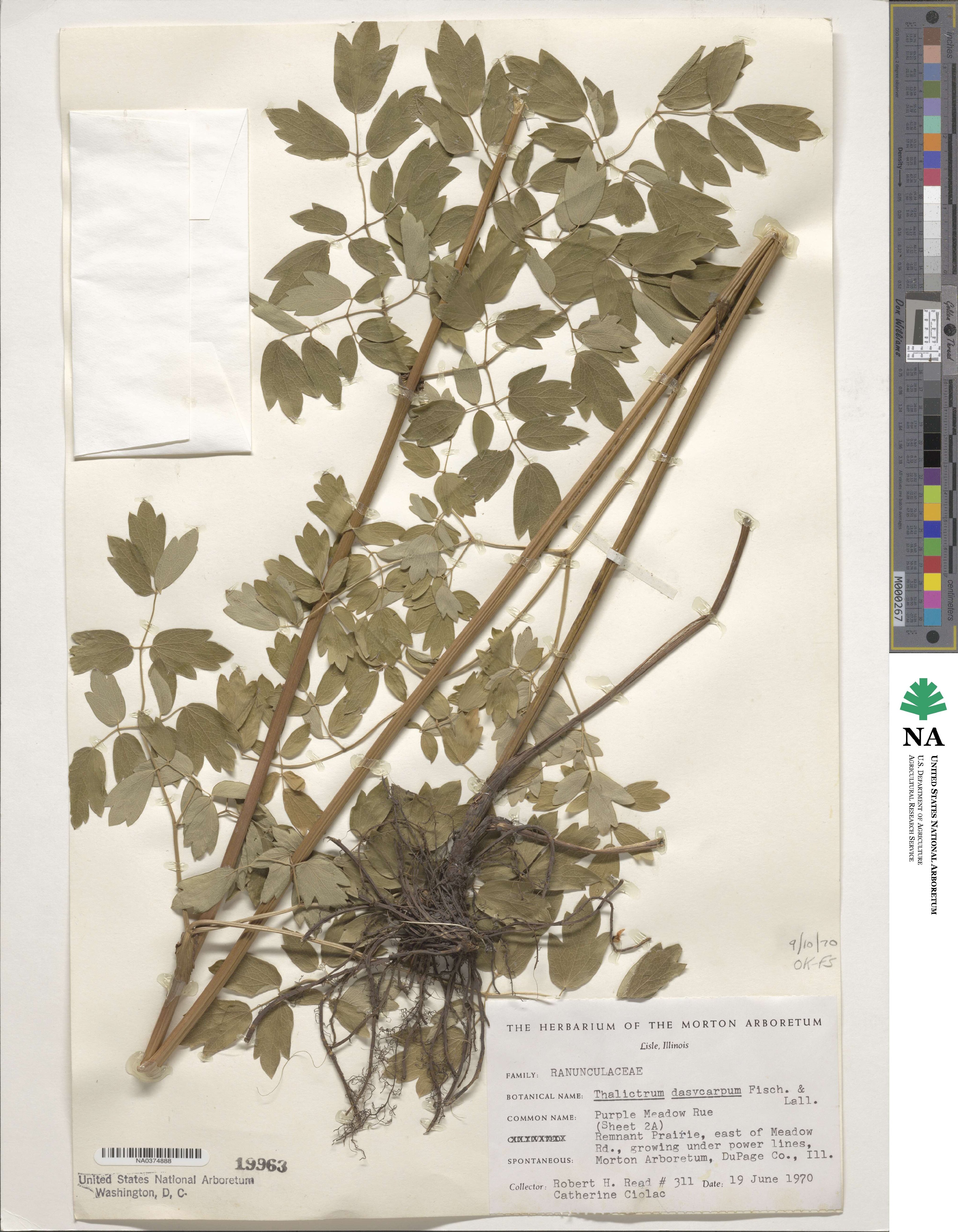 Thalictrum image