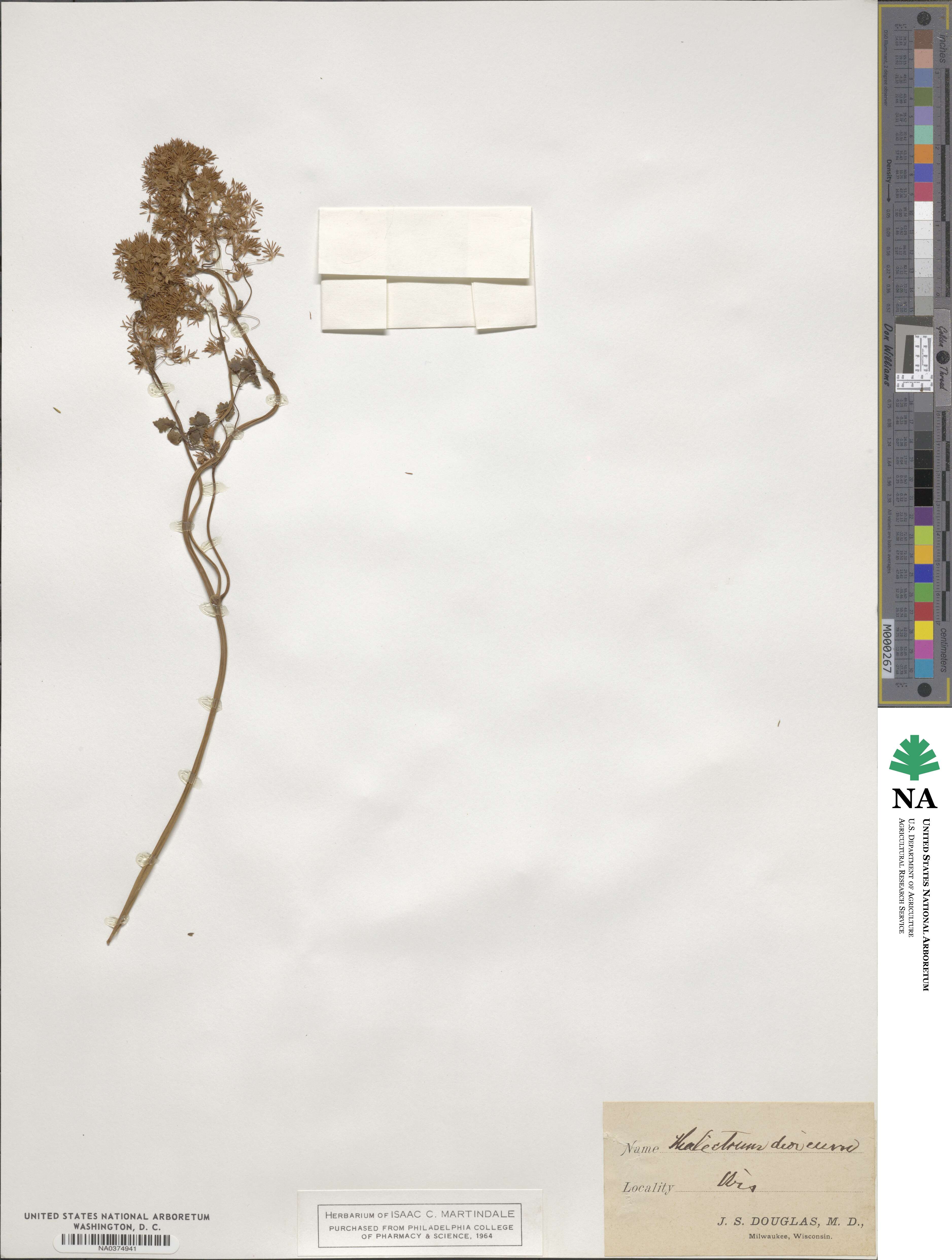 Thalictrum dioicum image