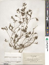 Cordylanthus pilosus image