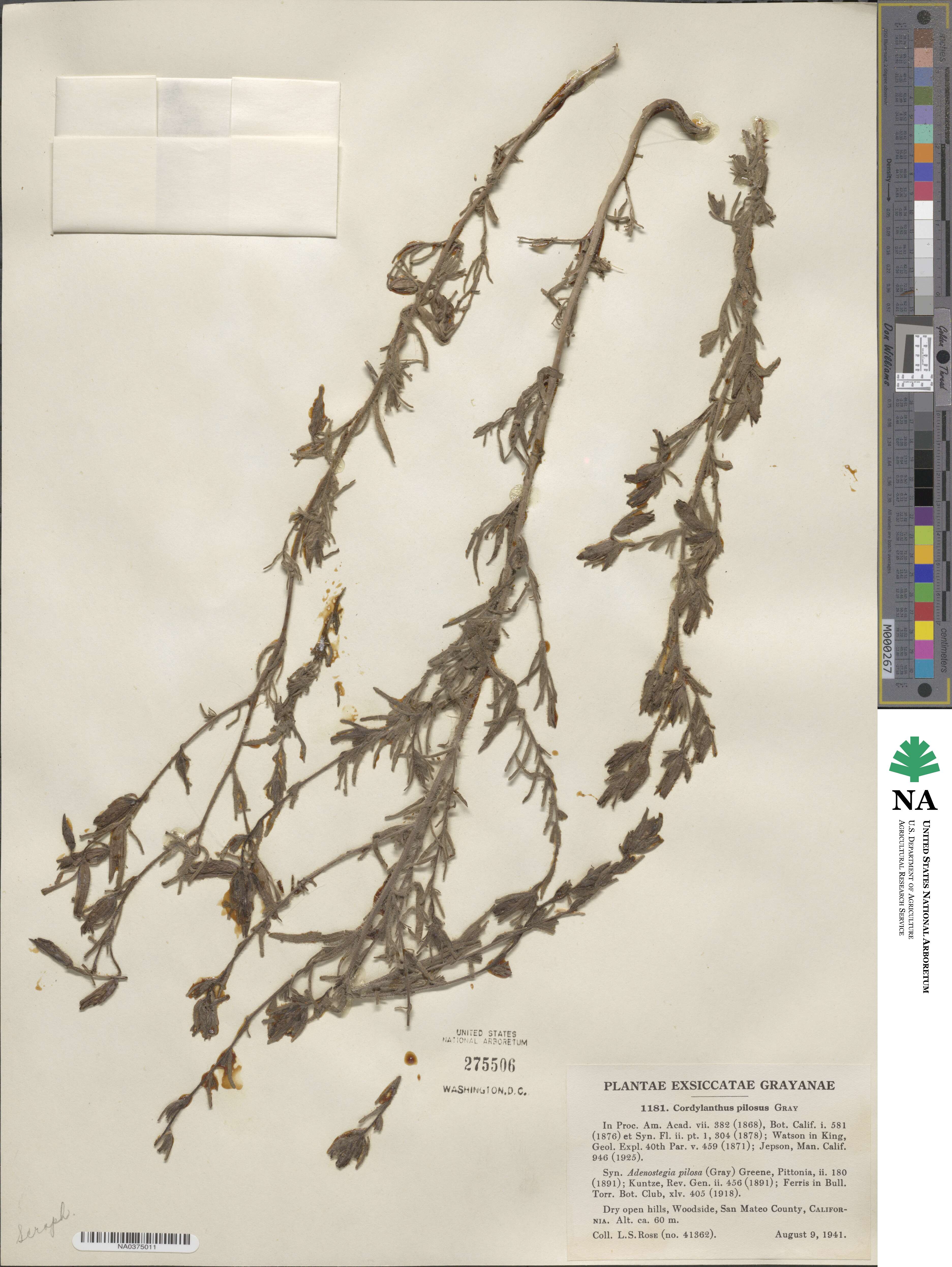 Cordylanthus pilosus image