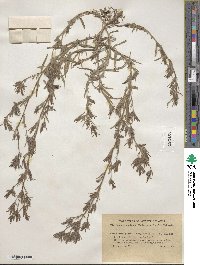 Cordylanthus pilosus image