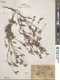 Cordylanthus pilosus image